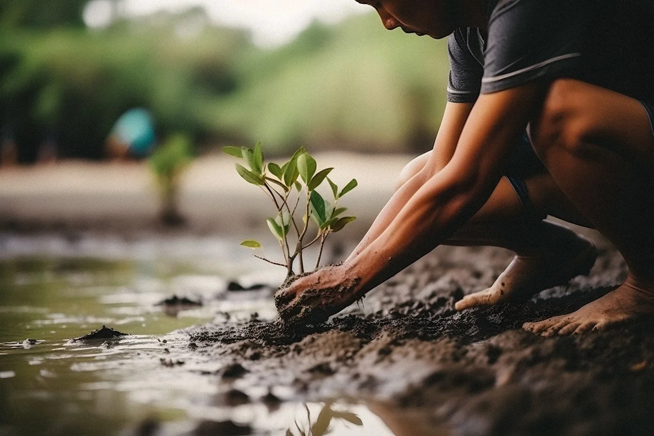 Healthy mangrove forest in Panama where Trees for Life is restoring coastal ecosystems through donor support.