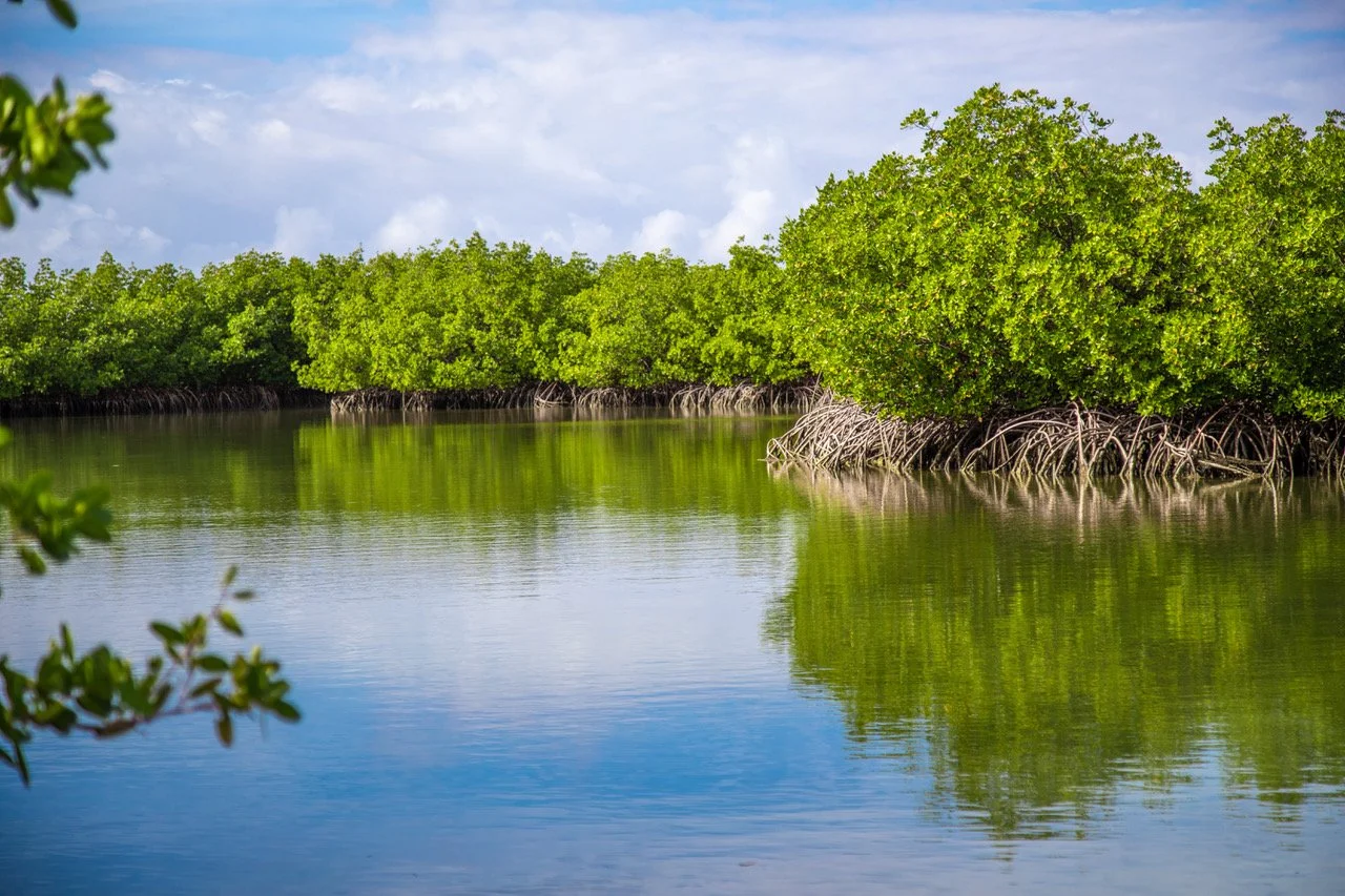 Mangrove forest in Panama where Trees for Life is restoring coastal ecosystems and protecting marine biodiversity.