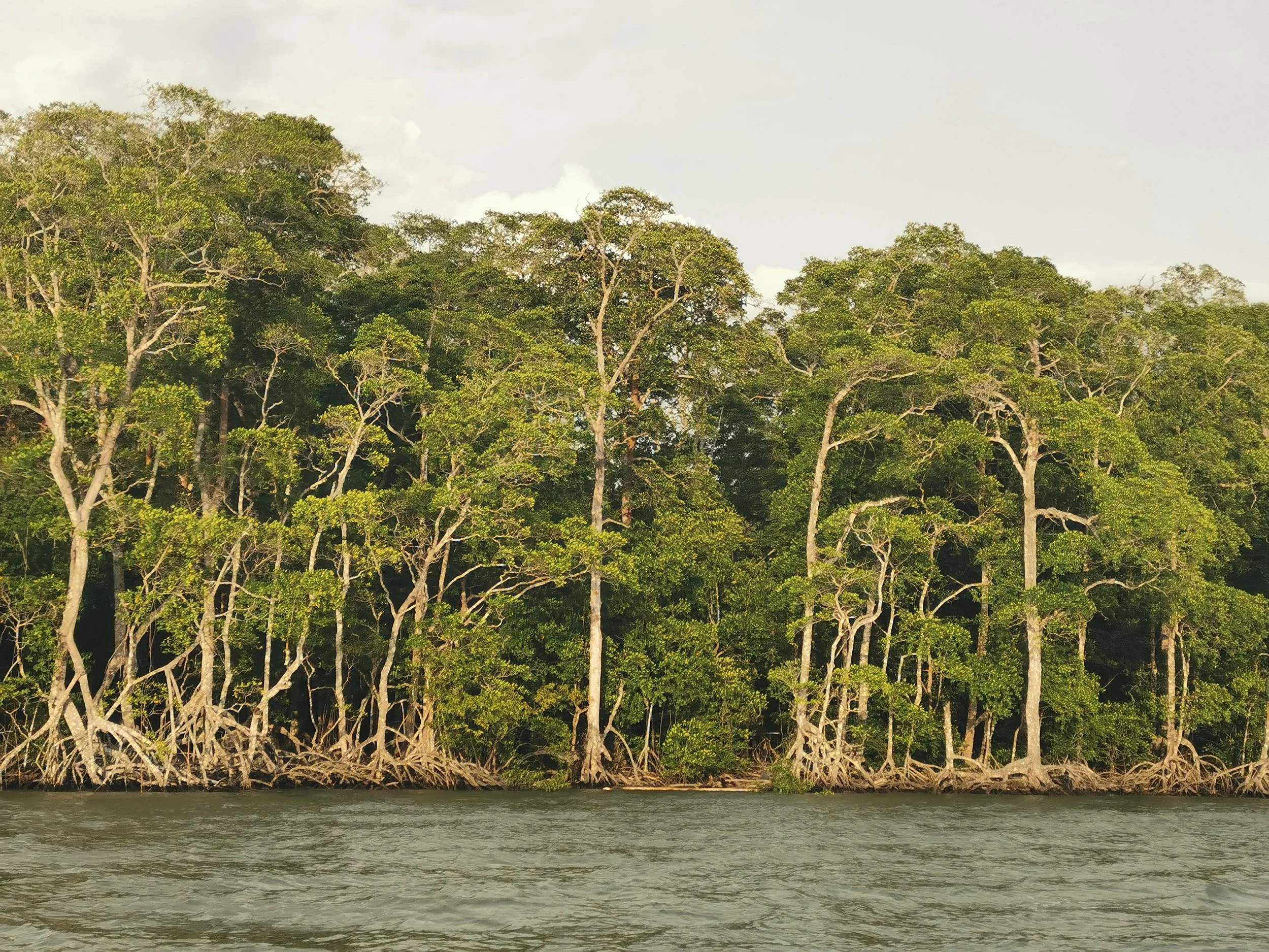Healthy mature mangrove forest showing the long-term vision for restoration