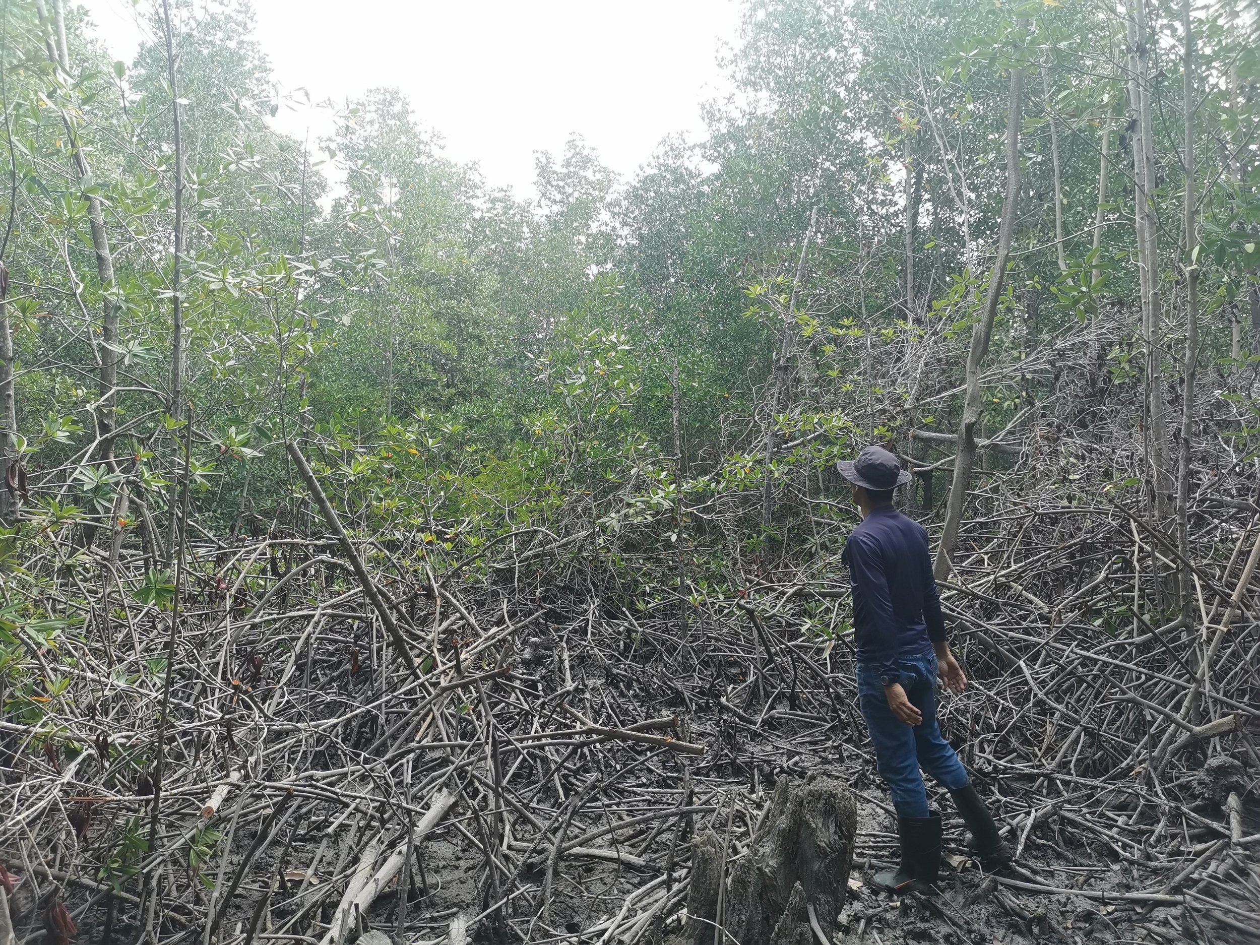 Area of mangrove forest in Panama where trees have been cut