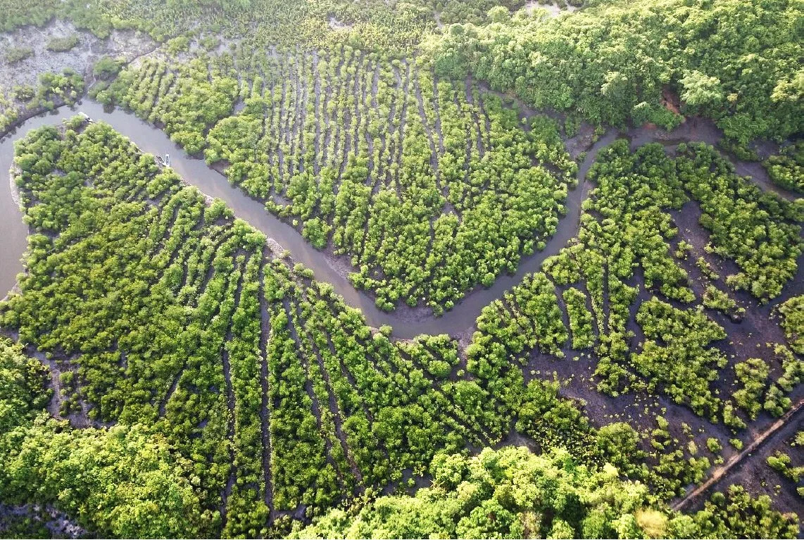 Hectares of mangrove ecosystem
