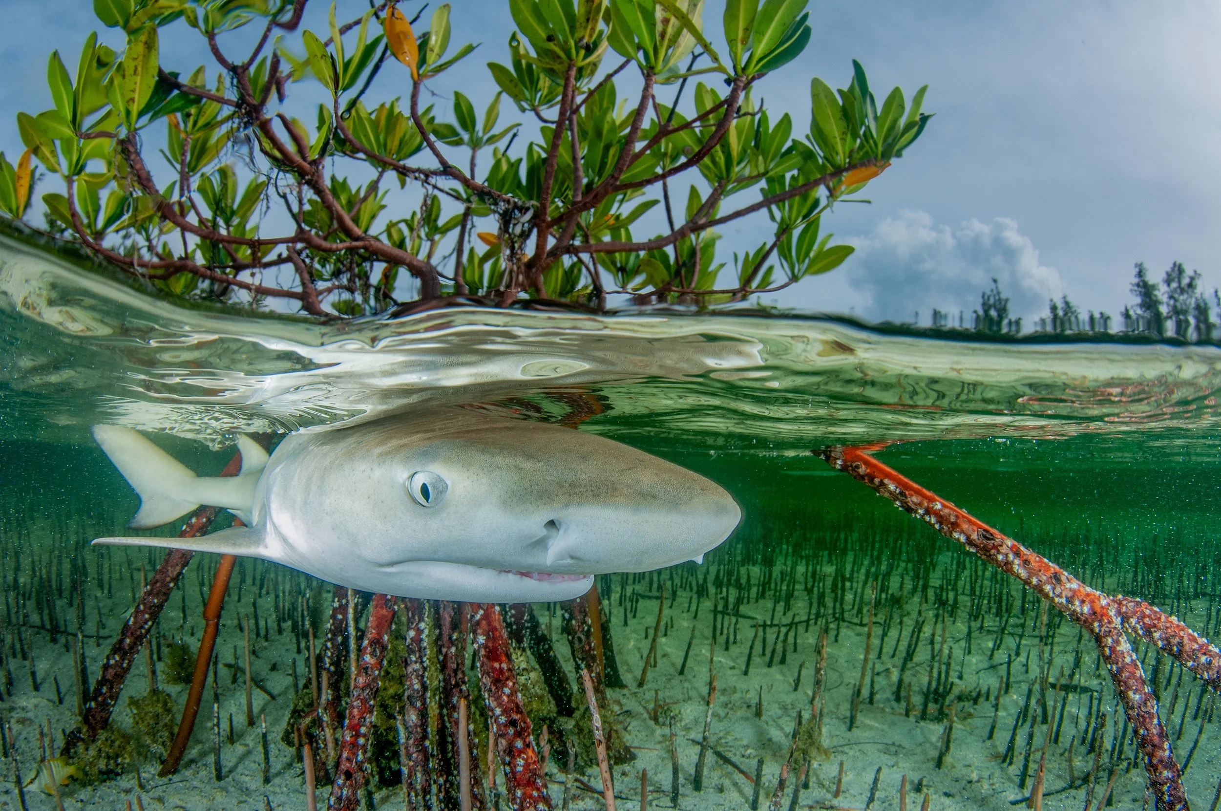 Coastal protection from mangroves