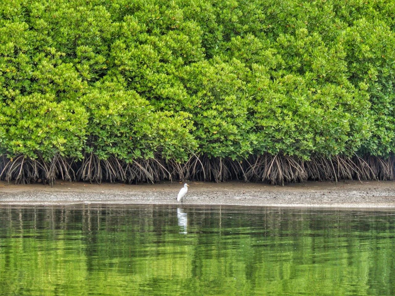 Healthy mangrove forest demonstrating the importance of restoring coastal ecosystems through the Trees for Life initiative.