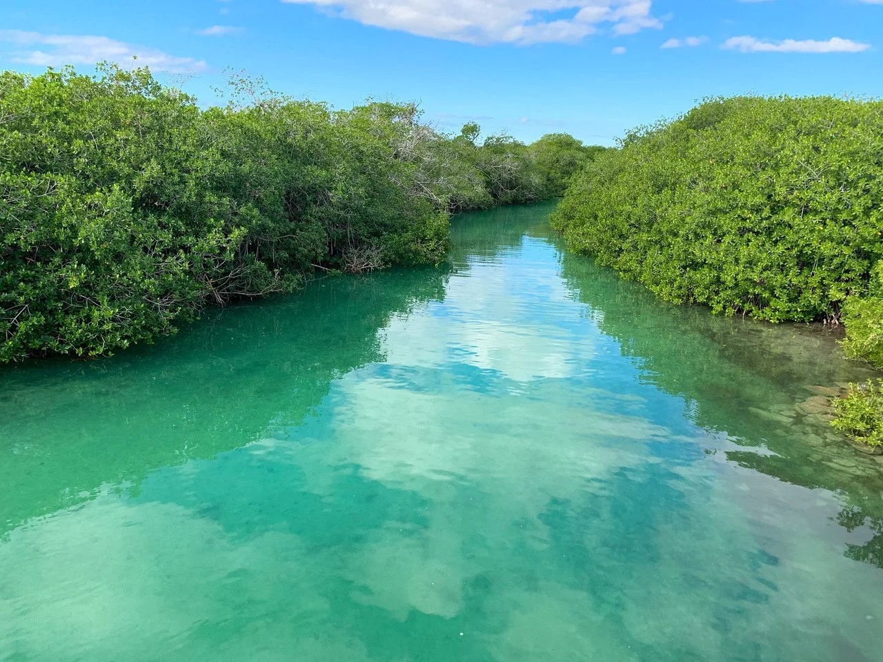 Trees for Life mangrove landscape