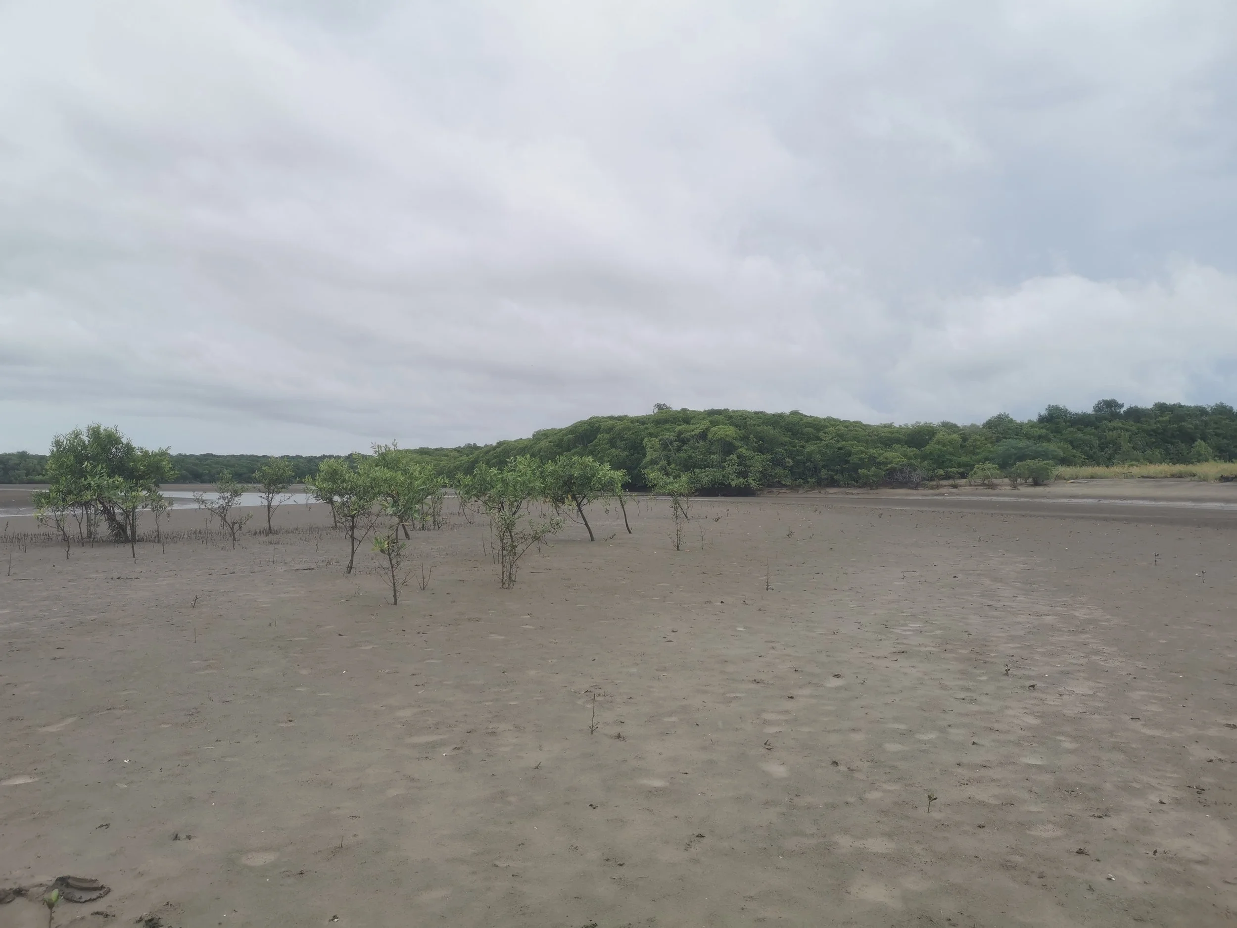 A local volunteer beginning to replant young mangroves in Panama