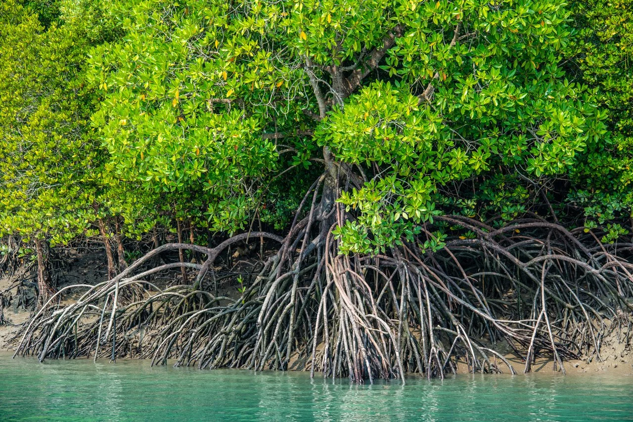 Mangrove trees protecting coastlines and wildlife while helping communities restore nature for future generations.