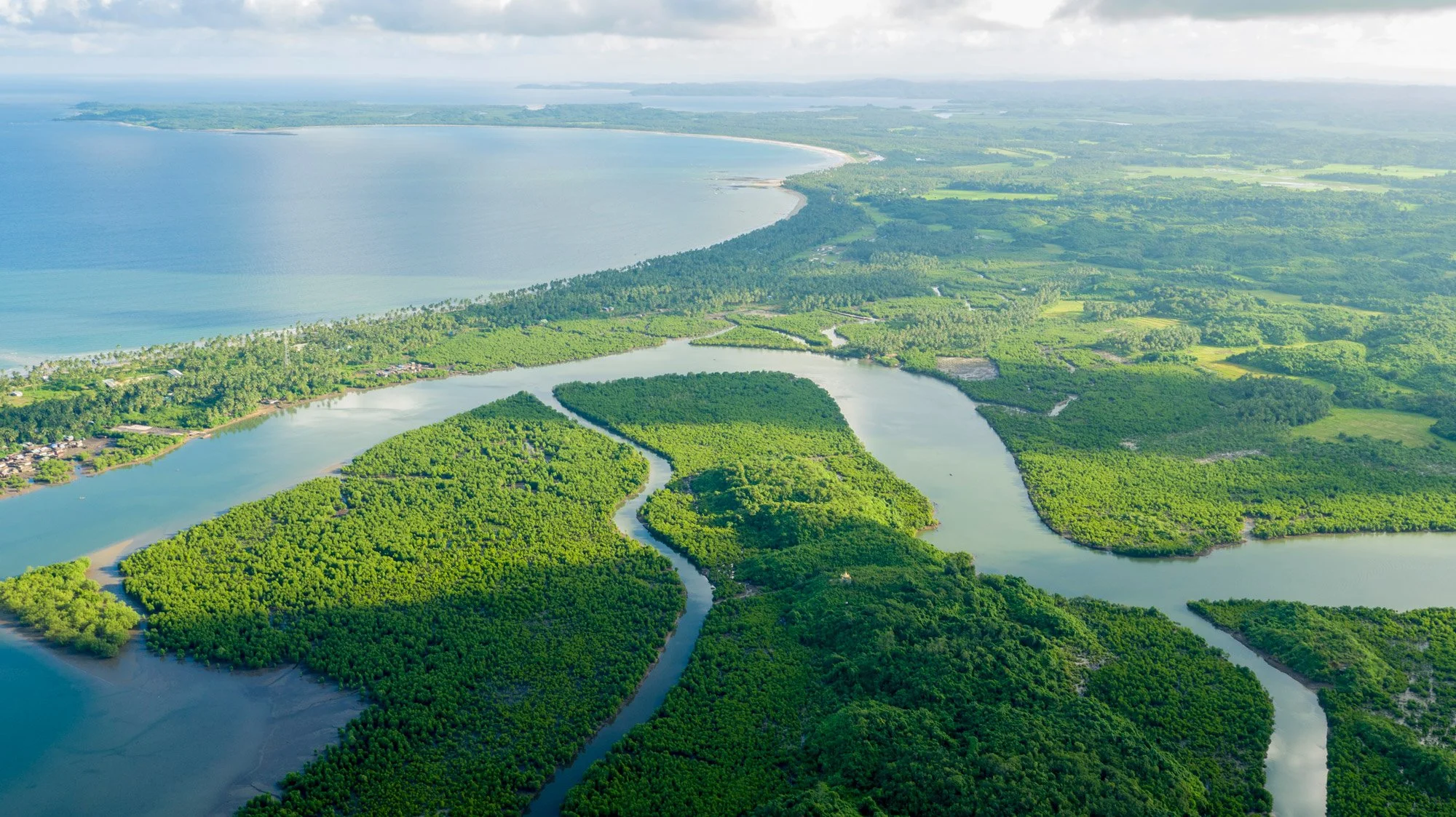 Aerial view of mangrove restoration landscape