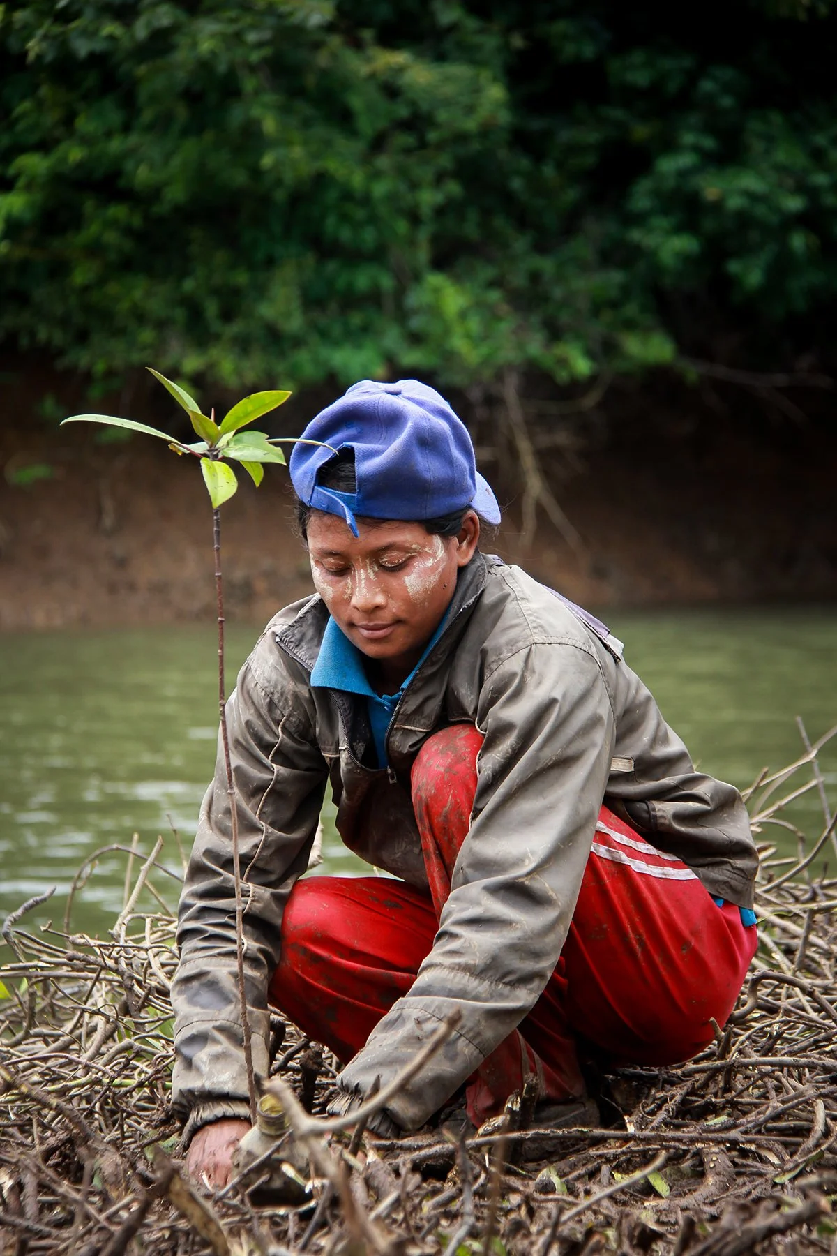 Mangrove forest restoration in Panama supported by Trees for Life through donations that help restore coastal ecosystems.