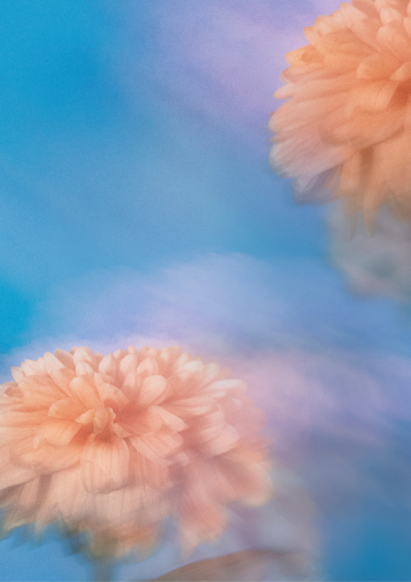 Close-up of soft pink and peach flowers against a blurred blue and purple background.