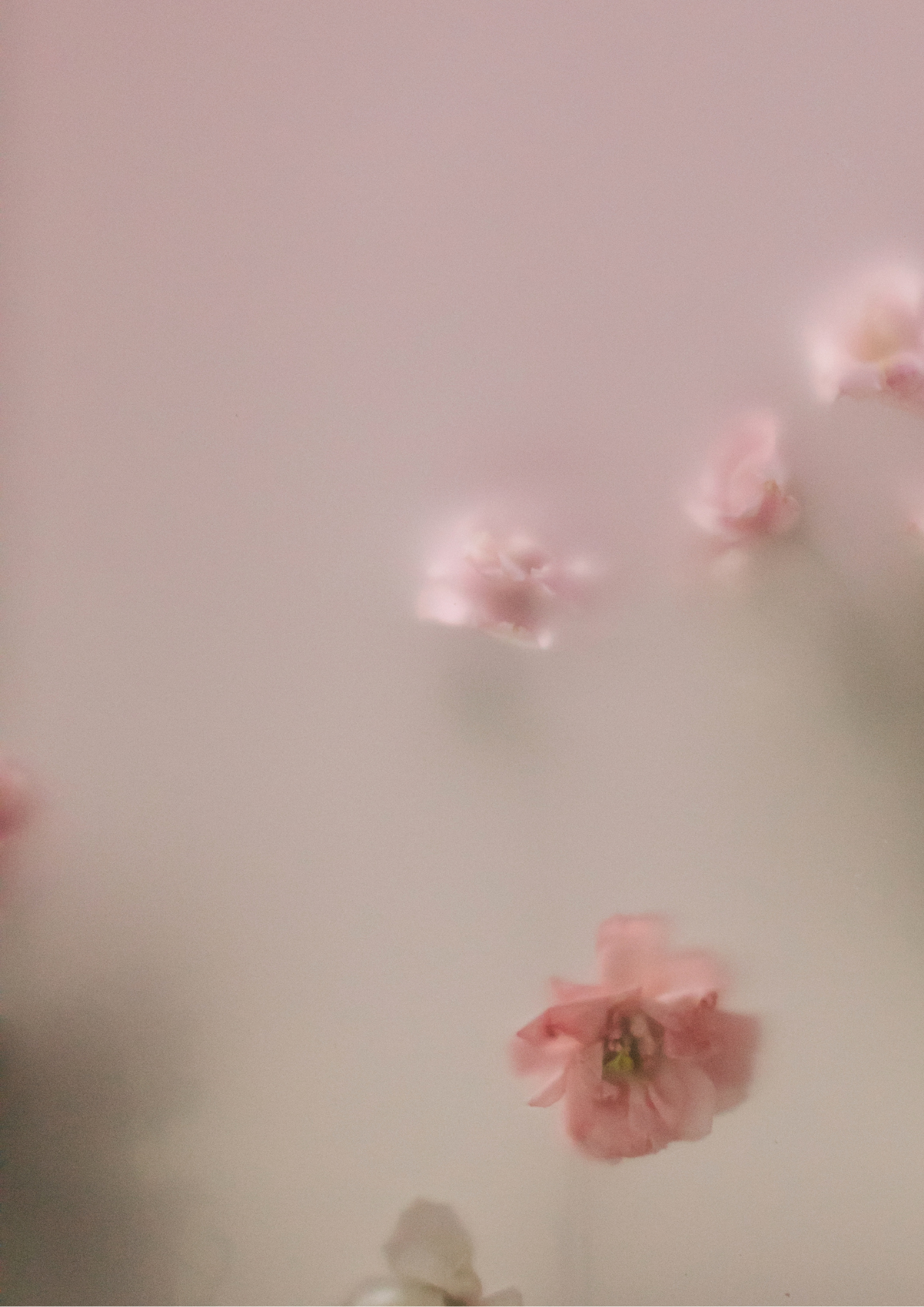 Close-up image of pink cherry blossom flowers on a light pink background.