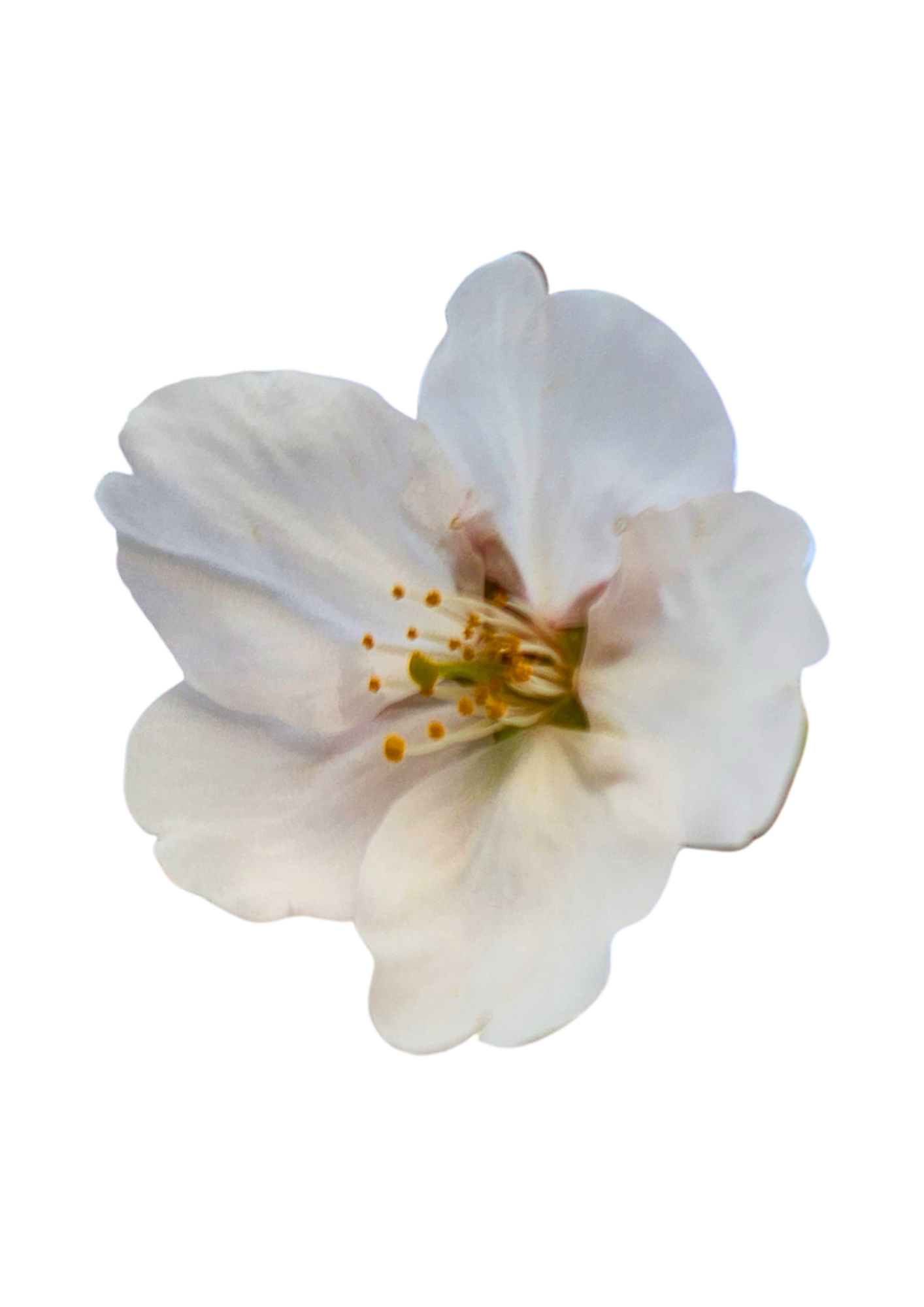 Close-up of a white flower with yellow stamens and pink accents on the petals.