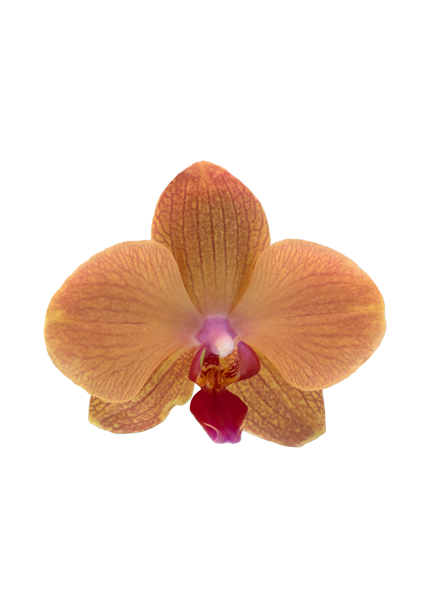 A close-up photograph of a yellow-orange orchid flower with intricate vein patterns and a pink and white center.