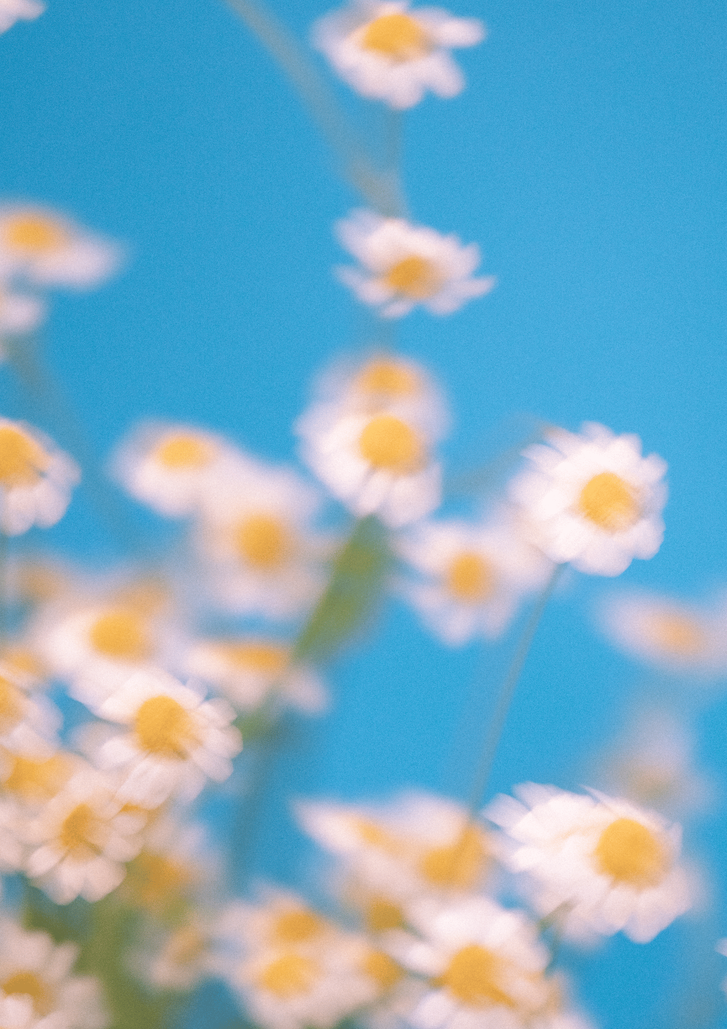 Blurred image of daisies against a clear blue sky.