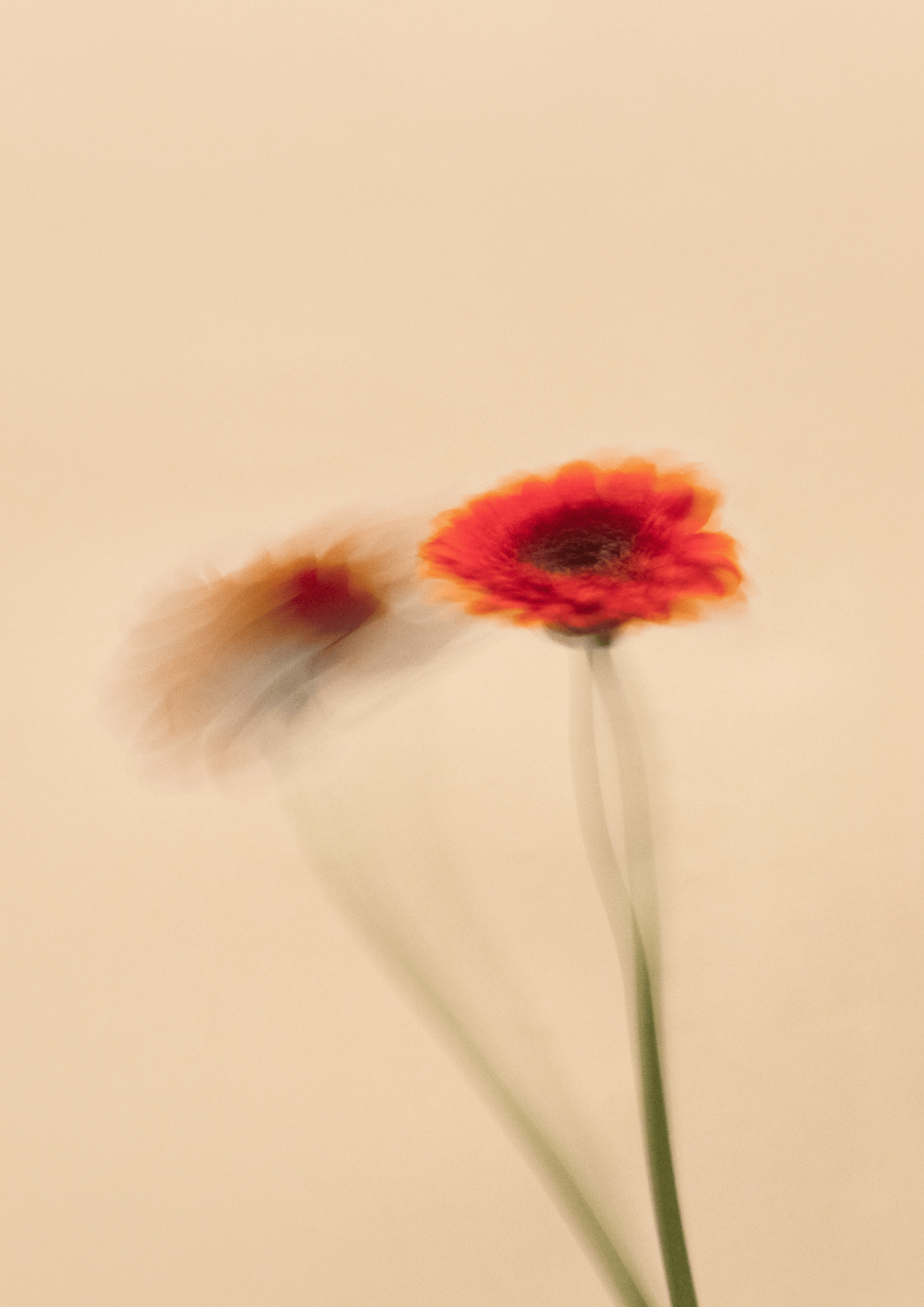 A single orange flower with a dark center and a long green stem against a plain beige background.