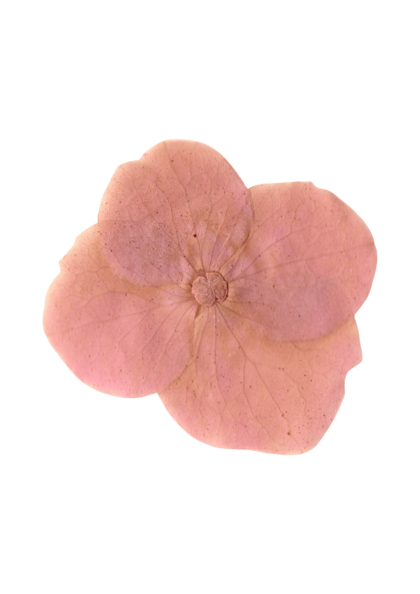 Close-up of a dried pink hydrangea flower on a black background.