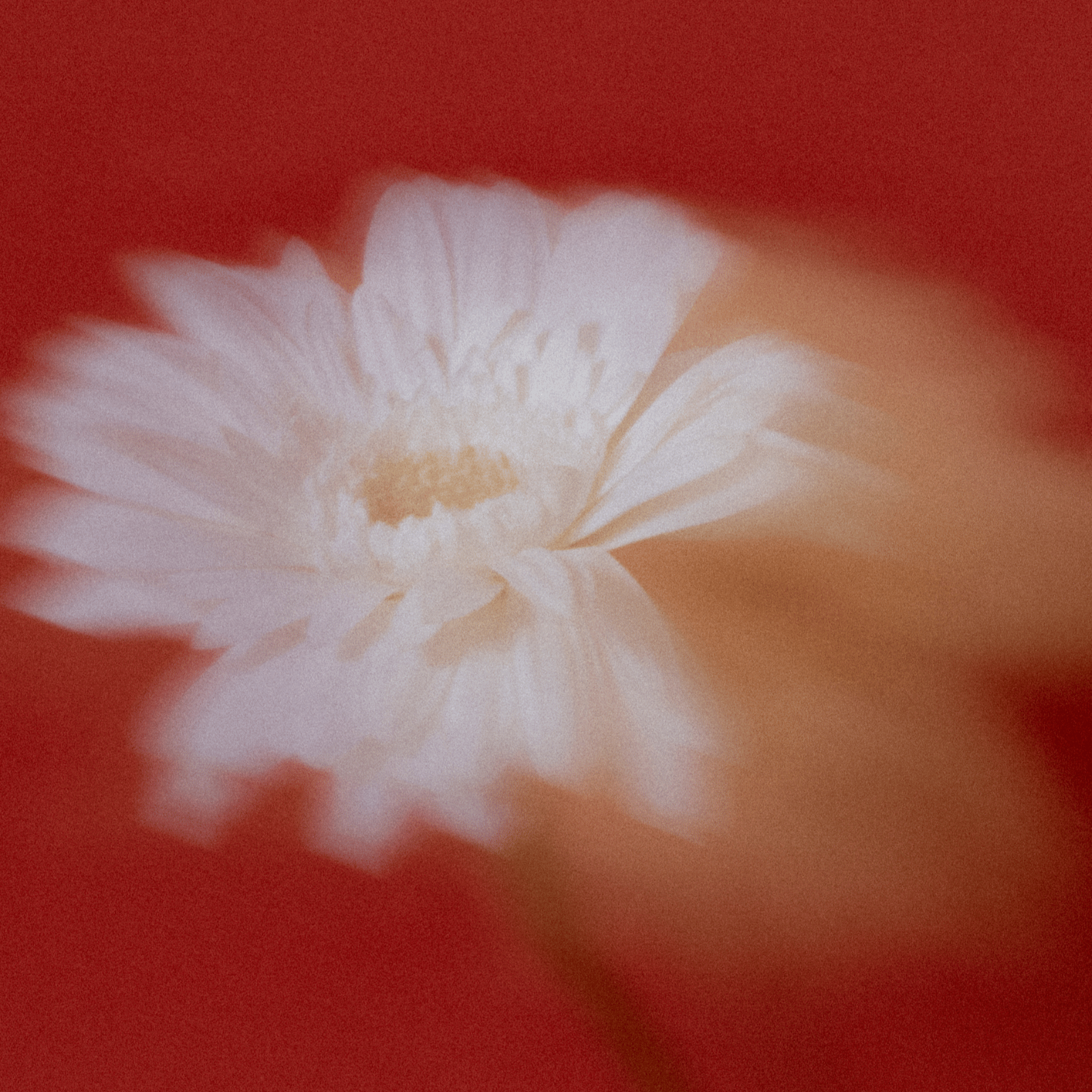 Close-up of a white flower with a yellow center against a red background.