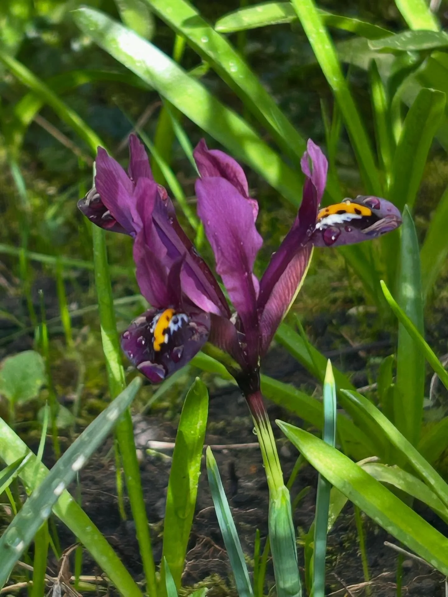 #iris #irisreticulata #garden #edinburgh