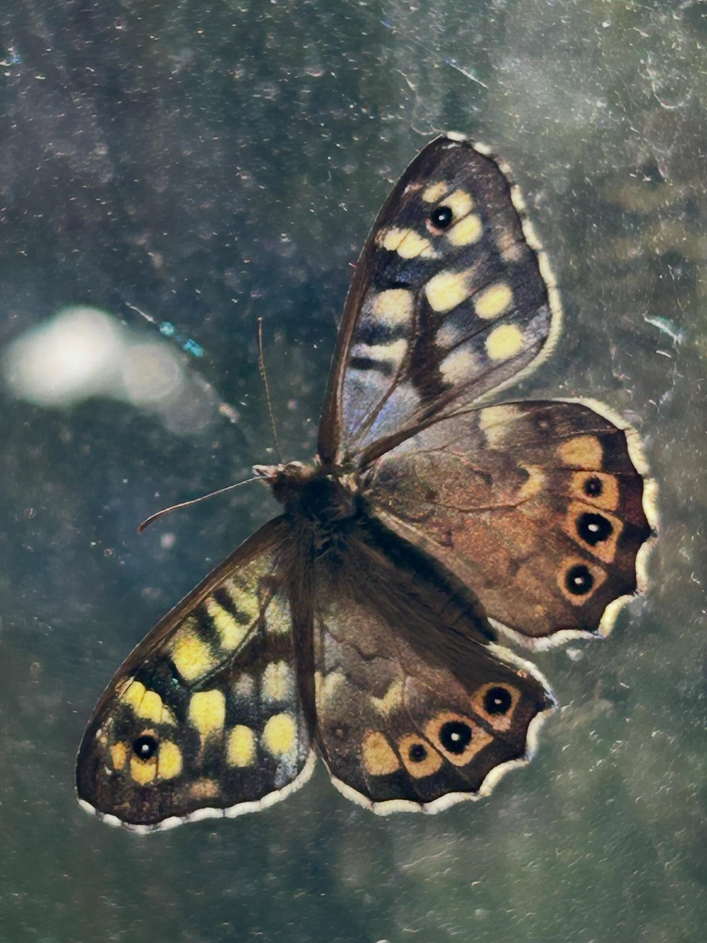 #firstbutterfly #speckledwoodbutterfly #garden #edinbrugh
