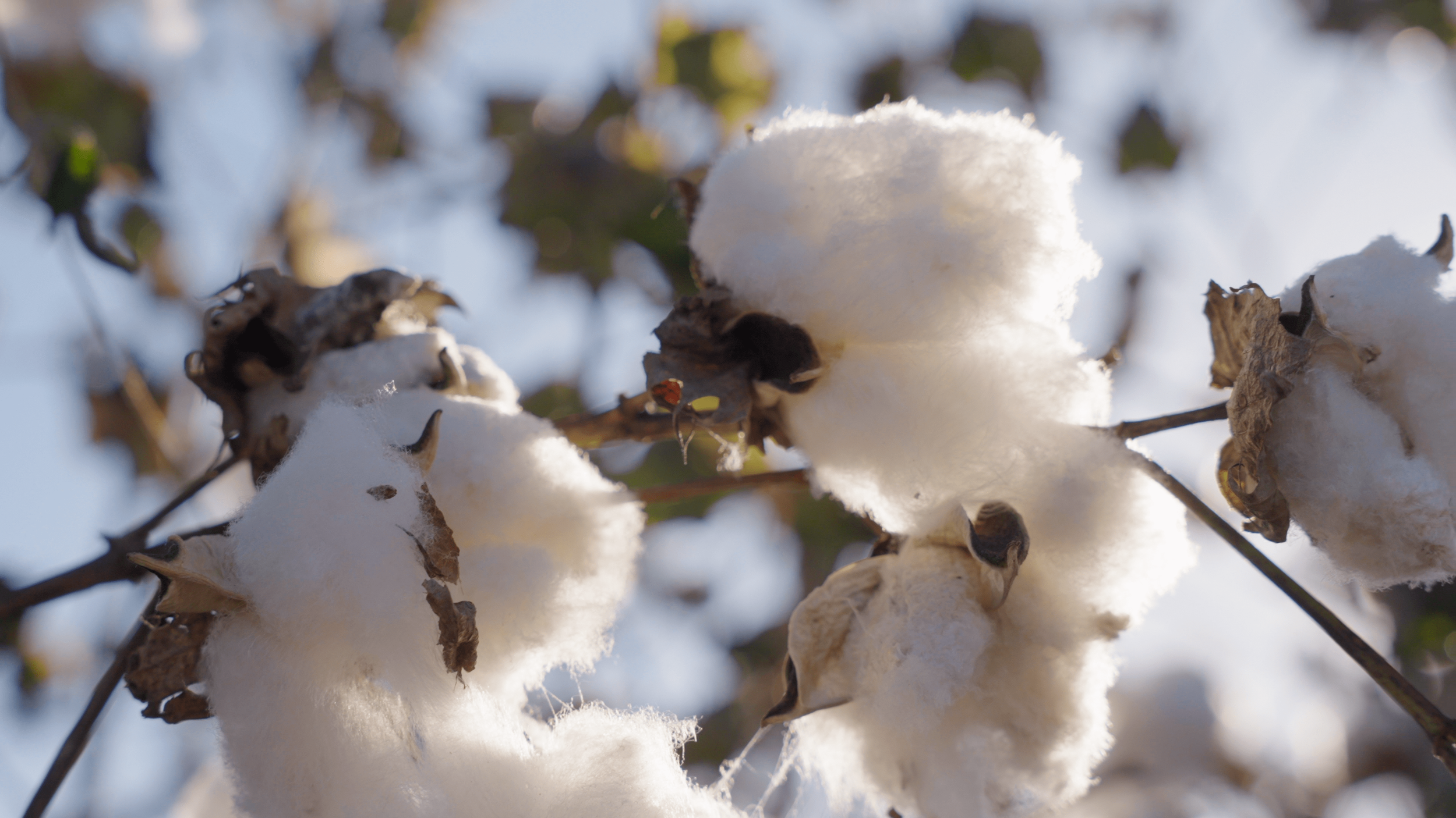 Close-up of cotton bolls on a branch, some opening to reveal white fluffy cotton inside, with sunlight illuminating the cotton fibers.