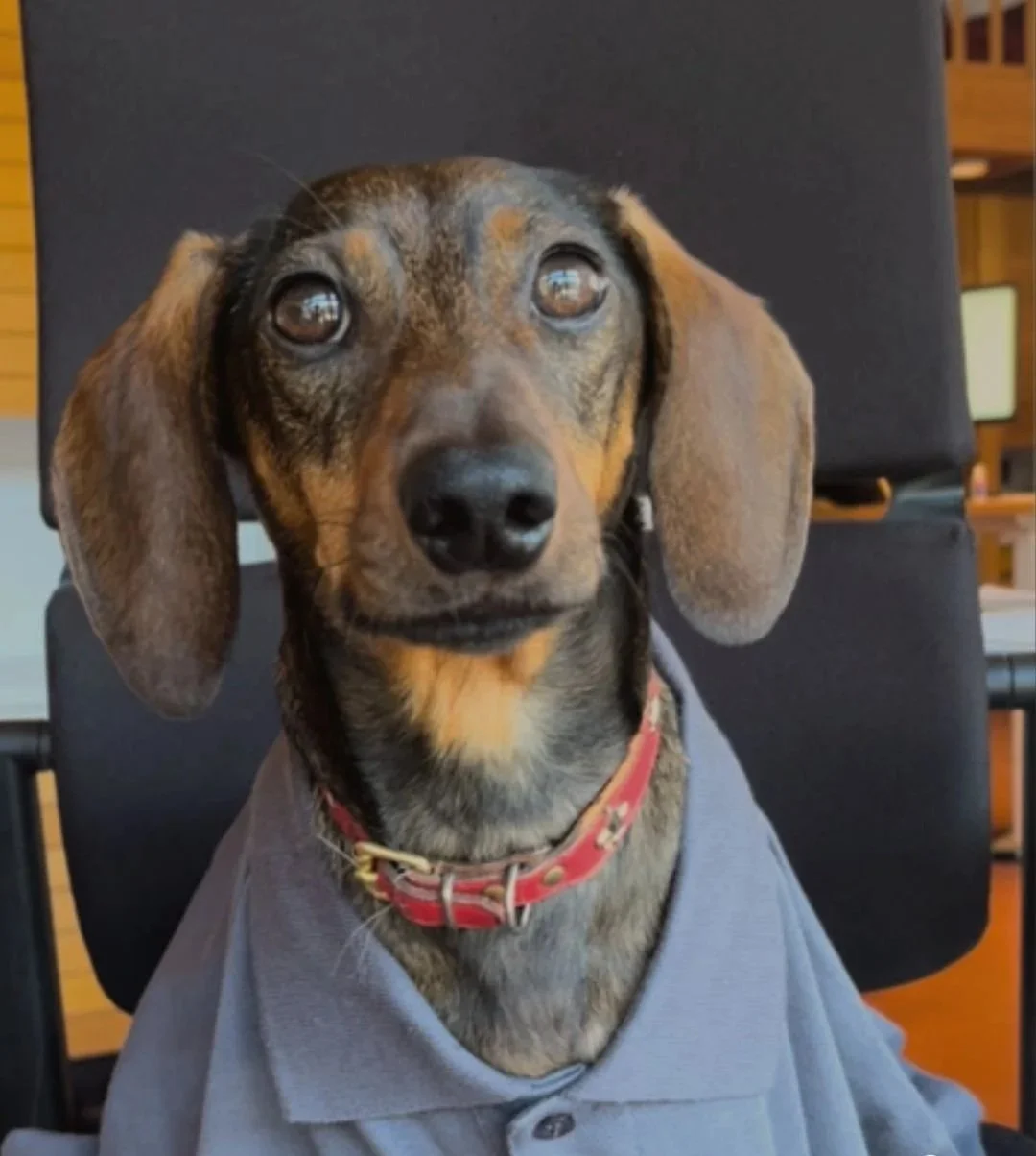 Ivan im Büro Reichl