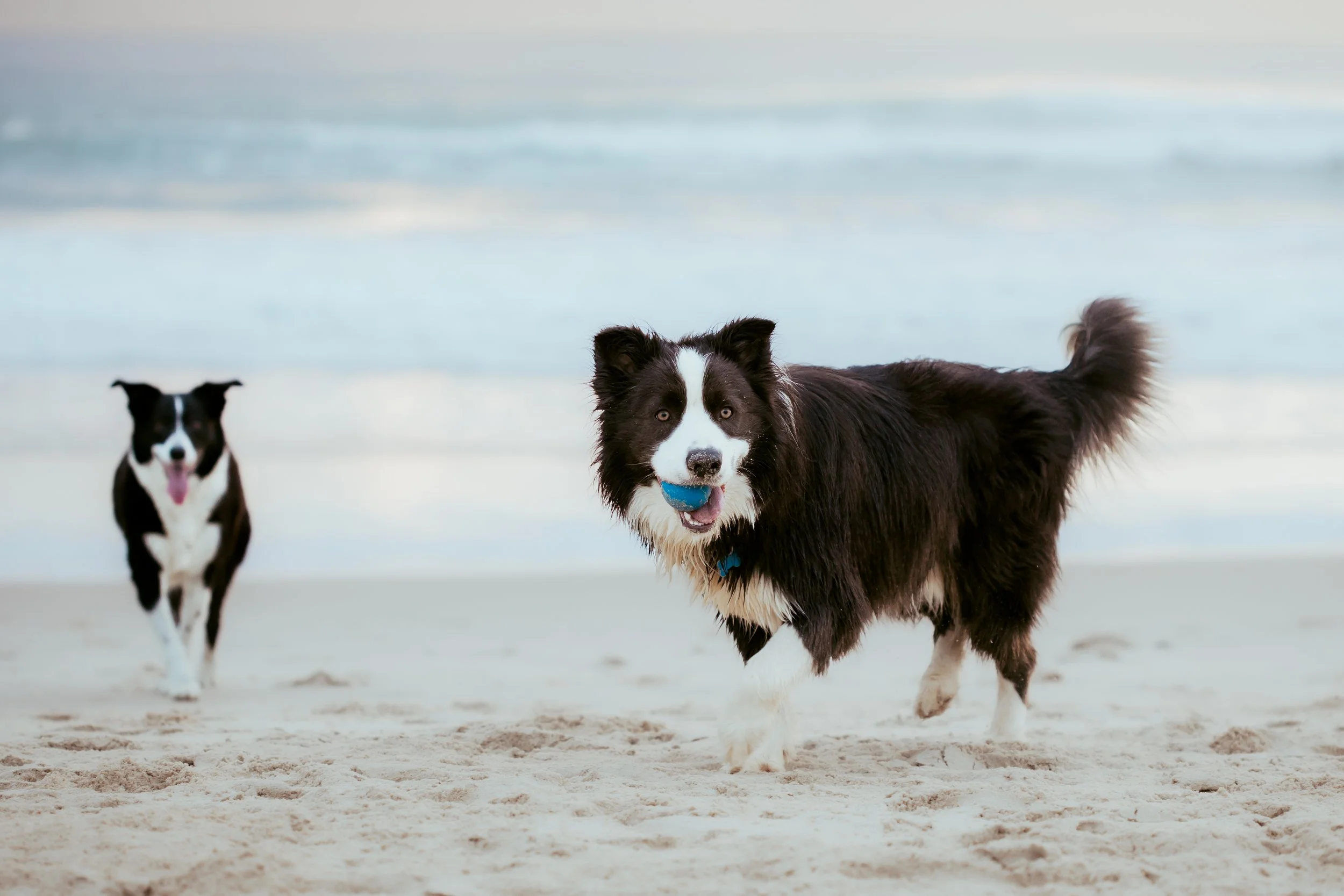 Two Border Collie dogs playing on the beach, one with a blue ball in its mouth, sandy shore with ocean in the background.