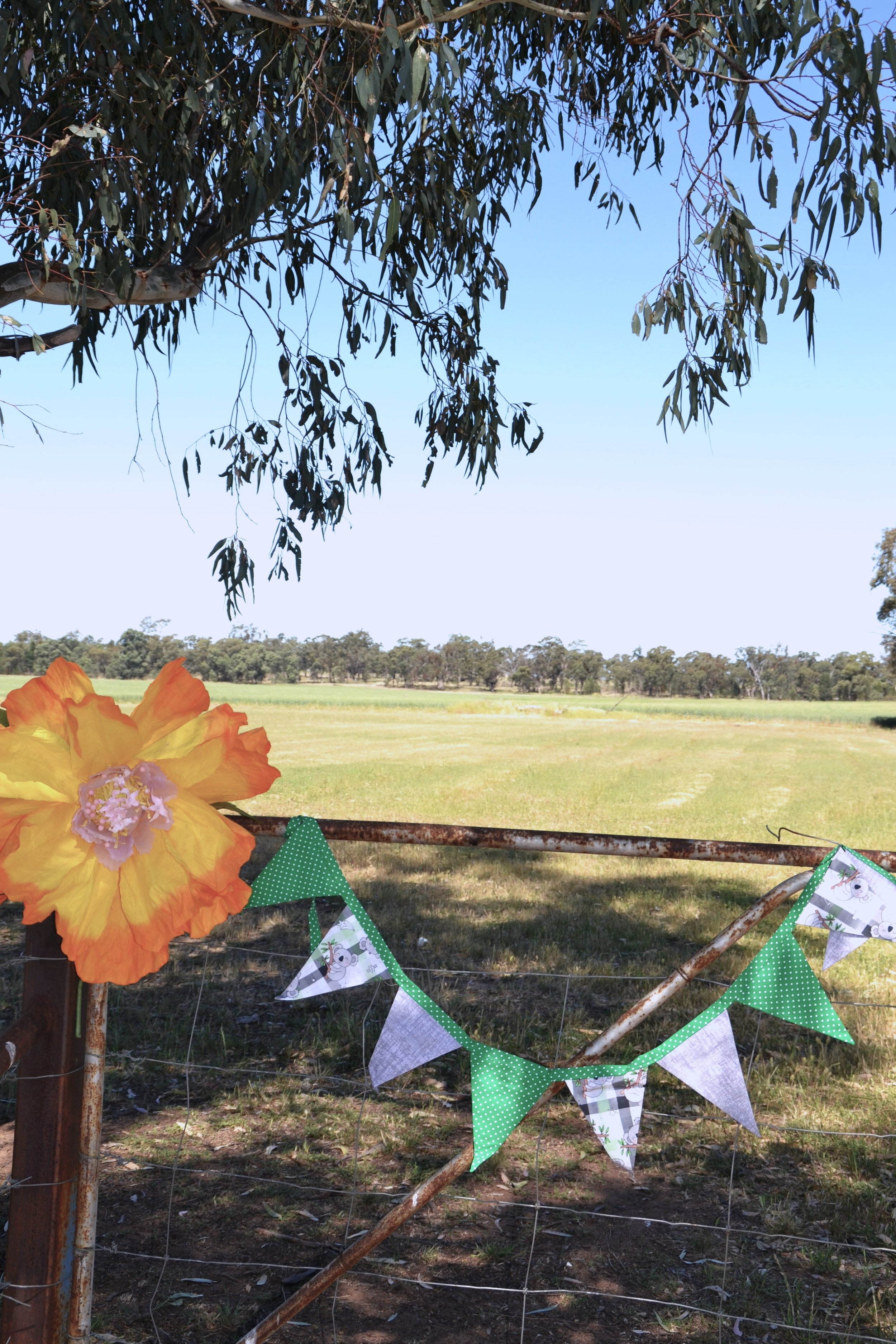Green Koala Bunting.JPG