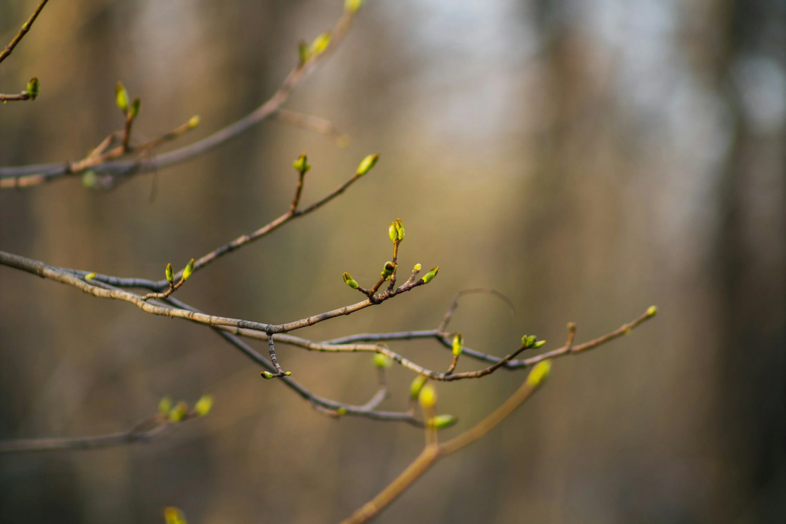 Close-up of tree branches with small green buds beginning to sprout.