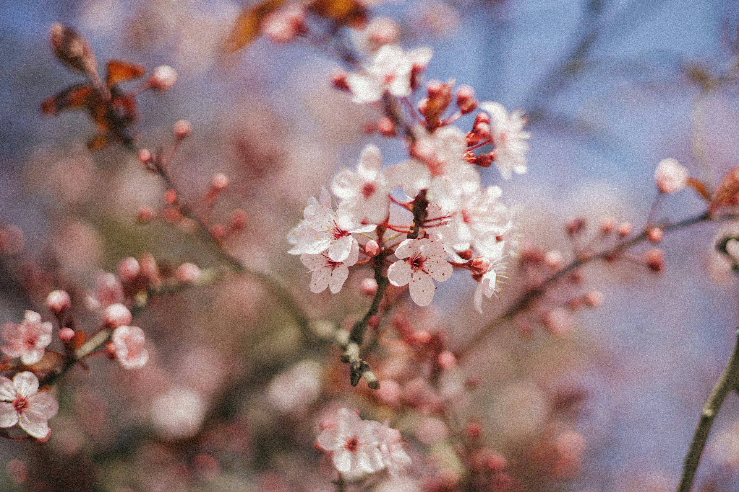 Close-up of pink cherry blossoms on tree branches against a blurred background of blue sky and more blossoms.