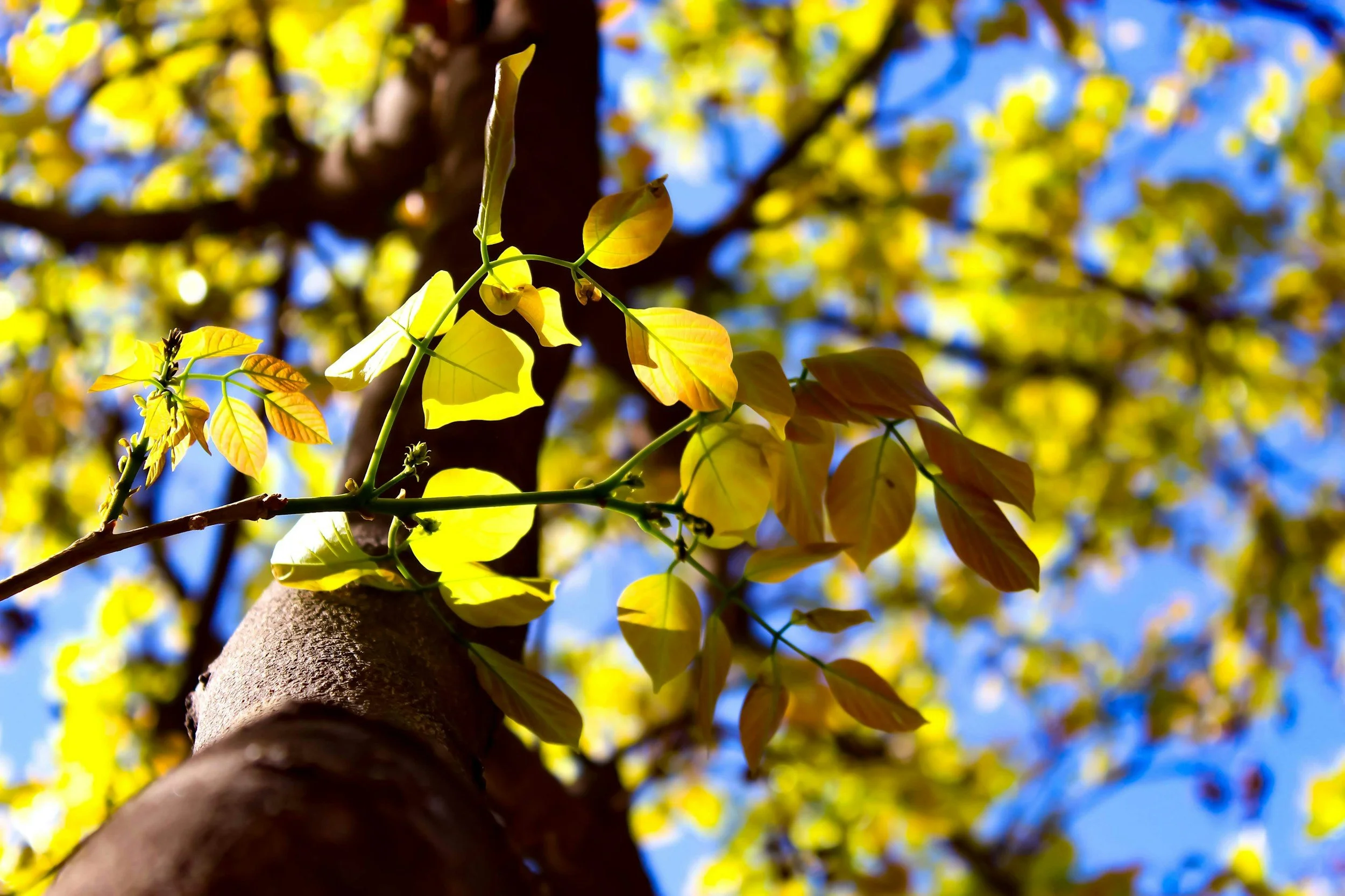 Close-up of a tree trunk with budding green and yellow leaves against a bright blue sky and blurred yellow and green leaves in the background.