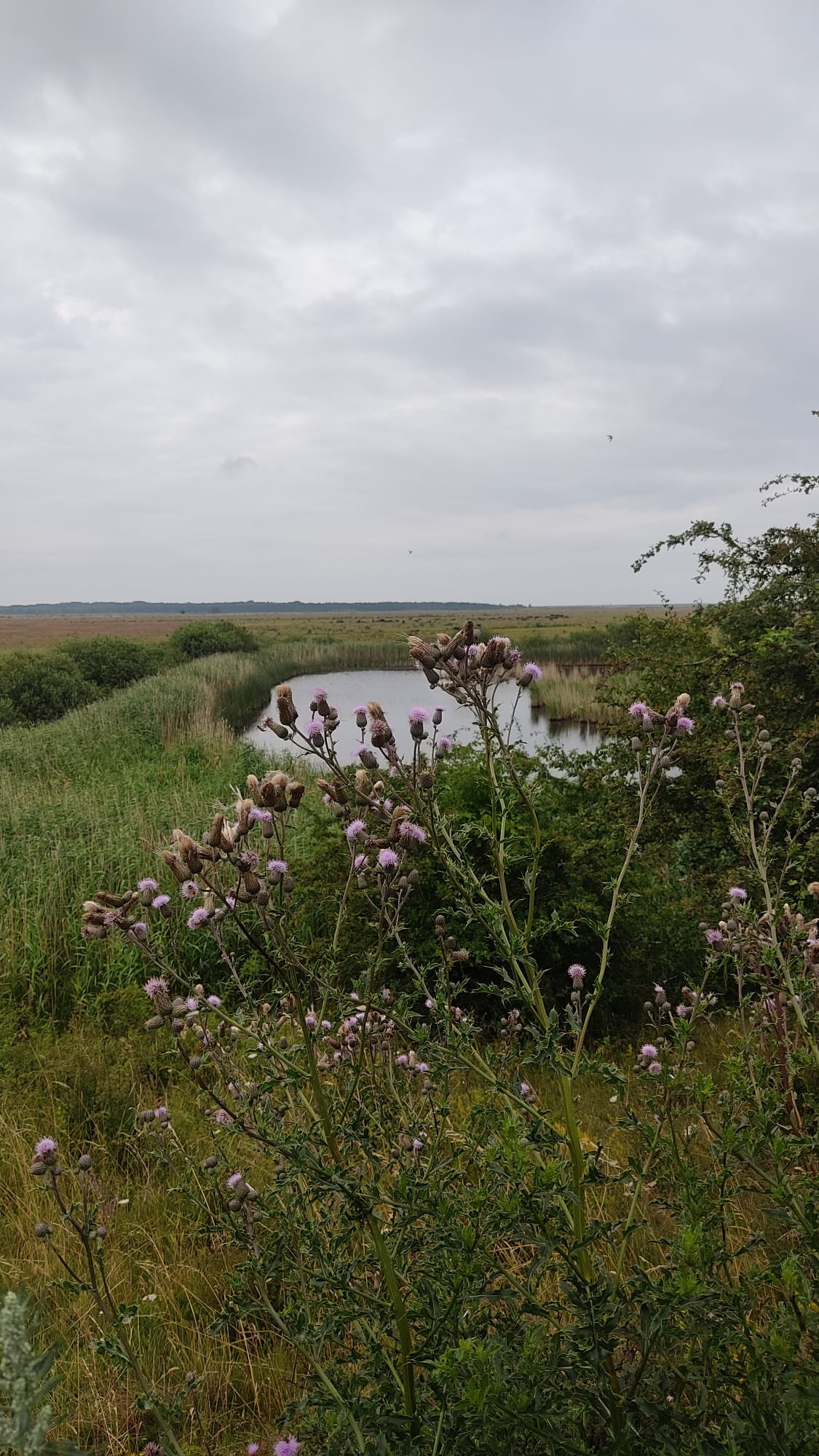 A landscape photo of a winding river surrounded by green vegetation, with purple wildflowers in the foreground and a cloudy sky above.