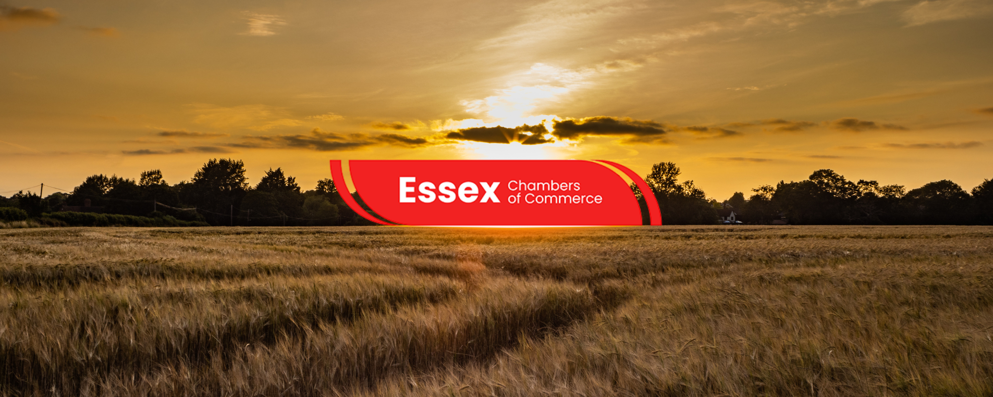 Essex countryside field at sunrise with warm light over open landscape, featuring the Essex Chamber of Commerce logo, photographed by Forever Callie Media