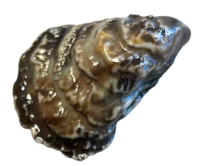Close-up of a small, irregularly shaped, shiny, brownish object with a textured surface.