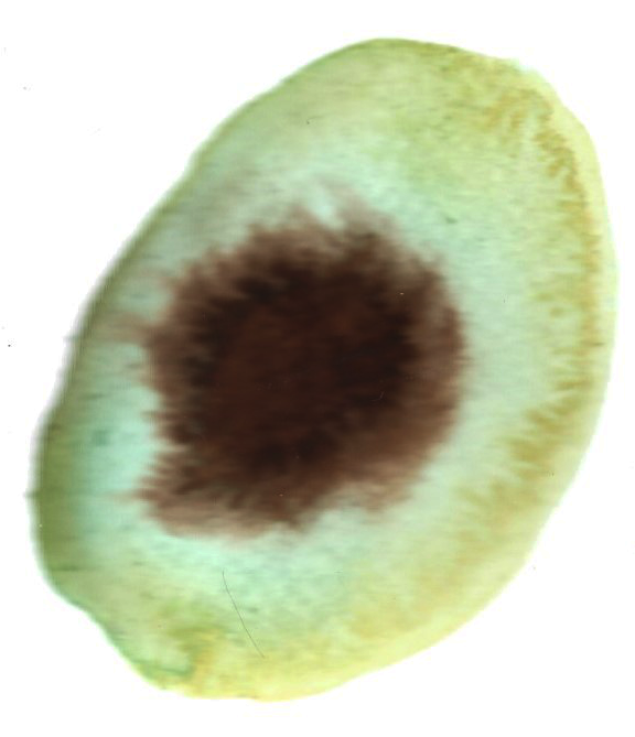 watercolor-geode-2.png