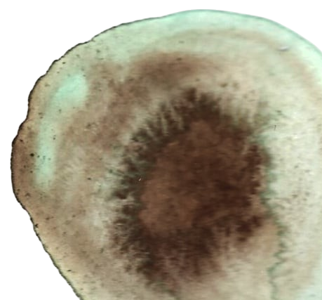 Close-up of a round coffee stain with brown and tan discoloration on a light-colored surface.
