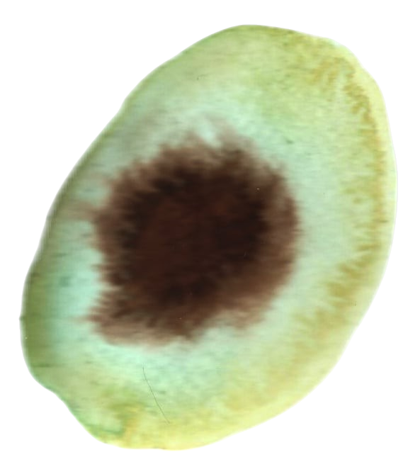 Close-up of a halved kiwi fruit showing green flesh and a brown center with black seeds.