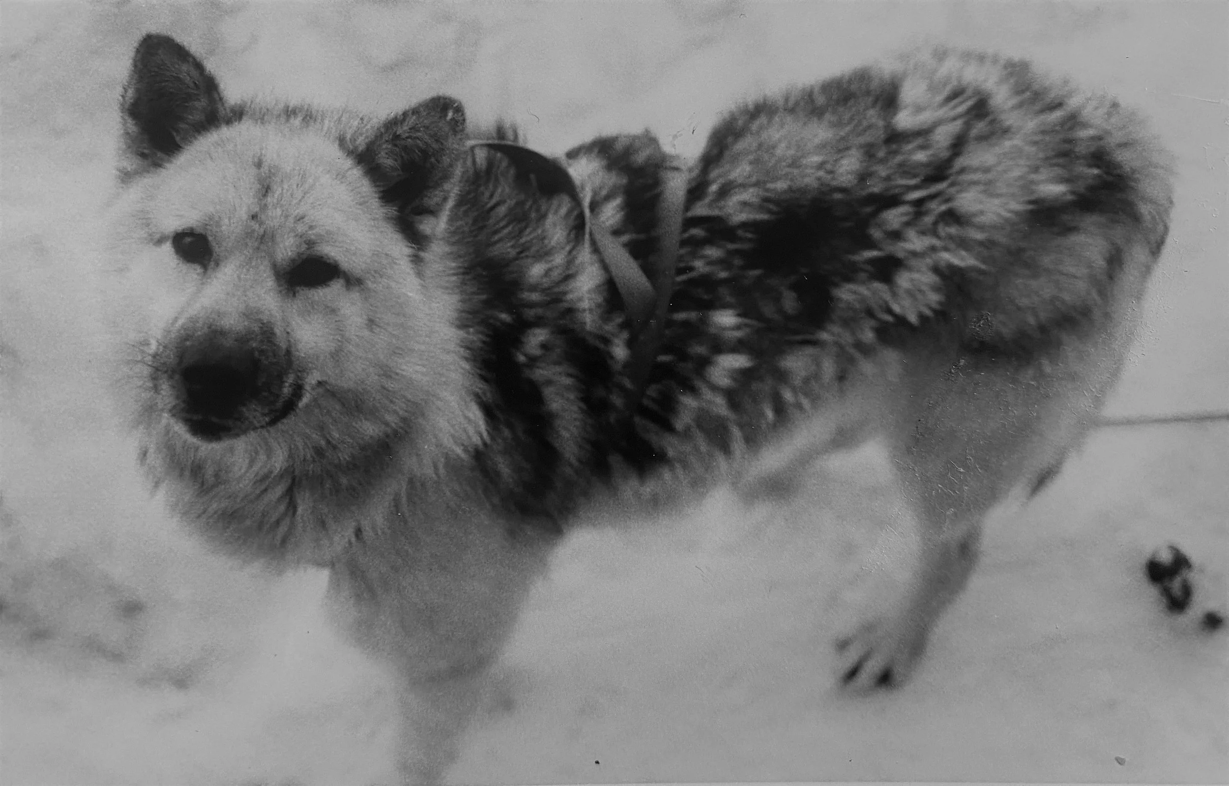 Arii_filter vanilla .jpeg