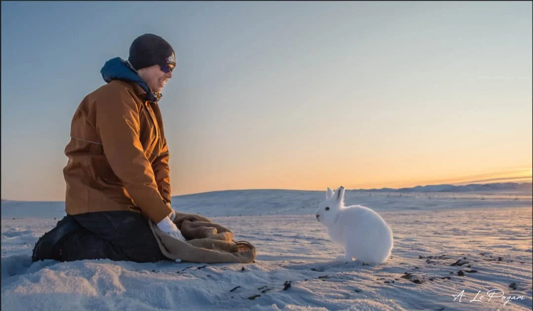Arctic-hare-capture-Ludovic-Landry-Ducharme.jpg