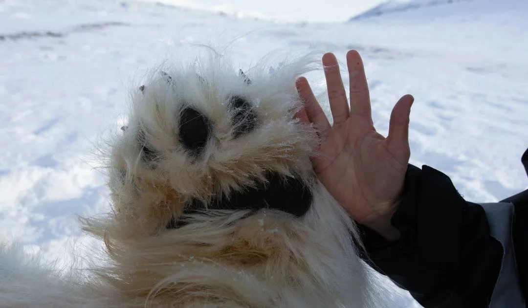 Polar-bear-paw.jpg