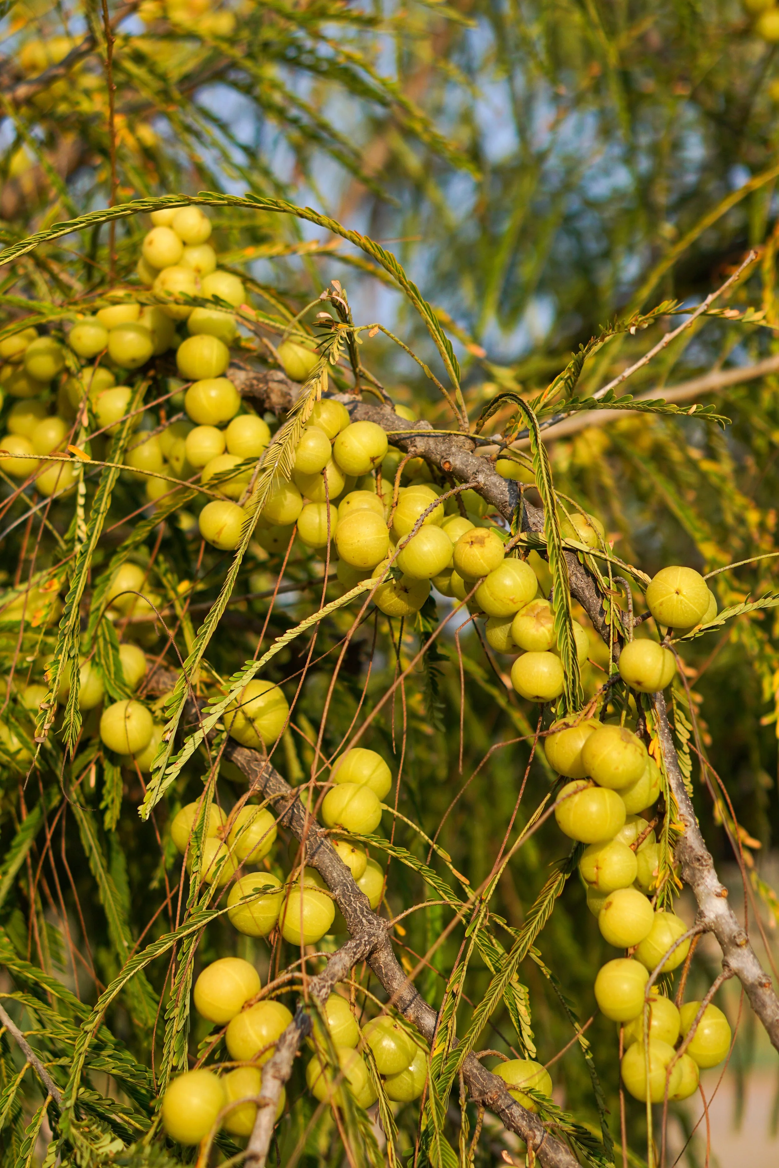 Living with Amla: The Health Benefits of Owning  A Farm Amidst An Orchard At 922 Emblica Estate