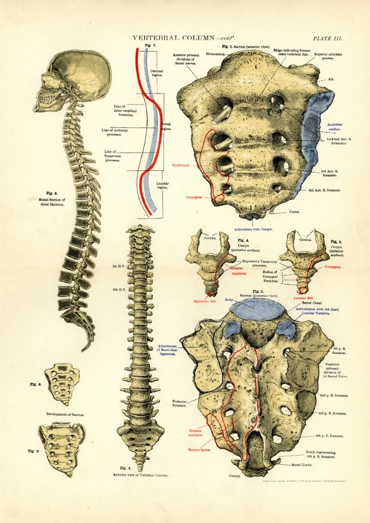 A diagram of the human vertebral column, showing the skull, spine, and pelvis with detailed labels of bones and regions, including vertebrae, sacrum, coccyx, and associated structures.