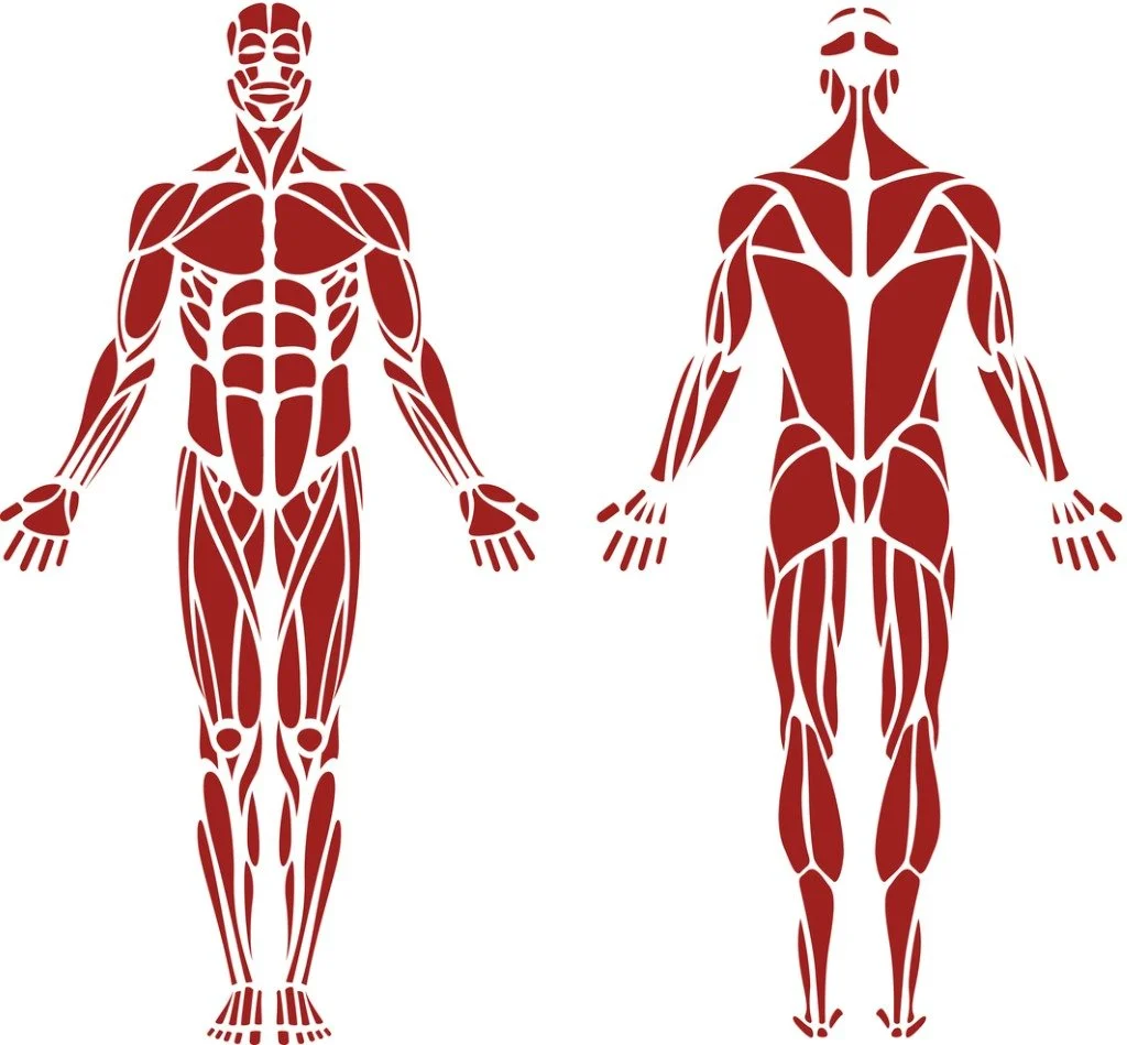 Illustration of male and female muscular systems in red with white background.