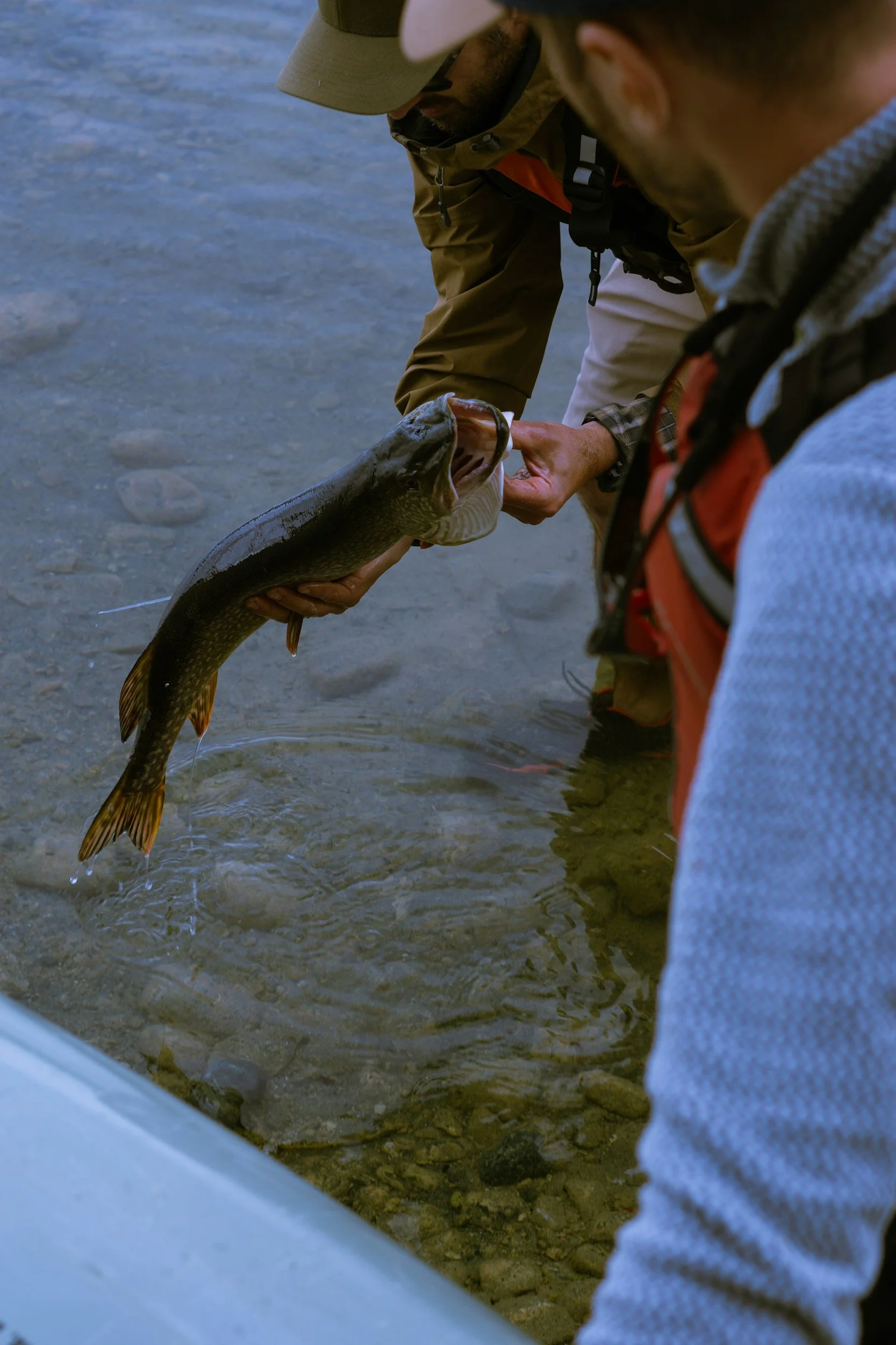 Two men are releasing a large fish, likely a trout, into a shallow river.