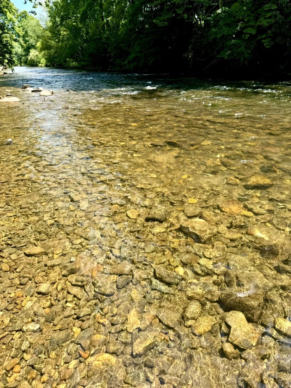 Clear shallow river with visible rocks and pebbles at the bottom, surrounded by lush green trees.