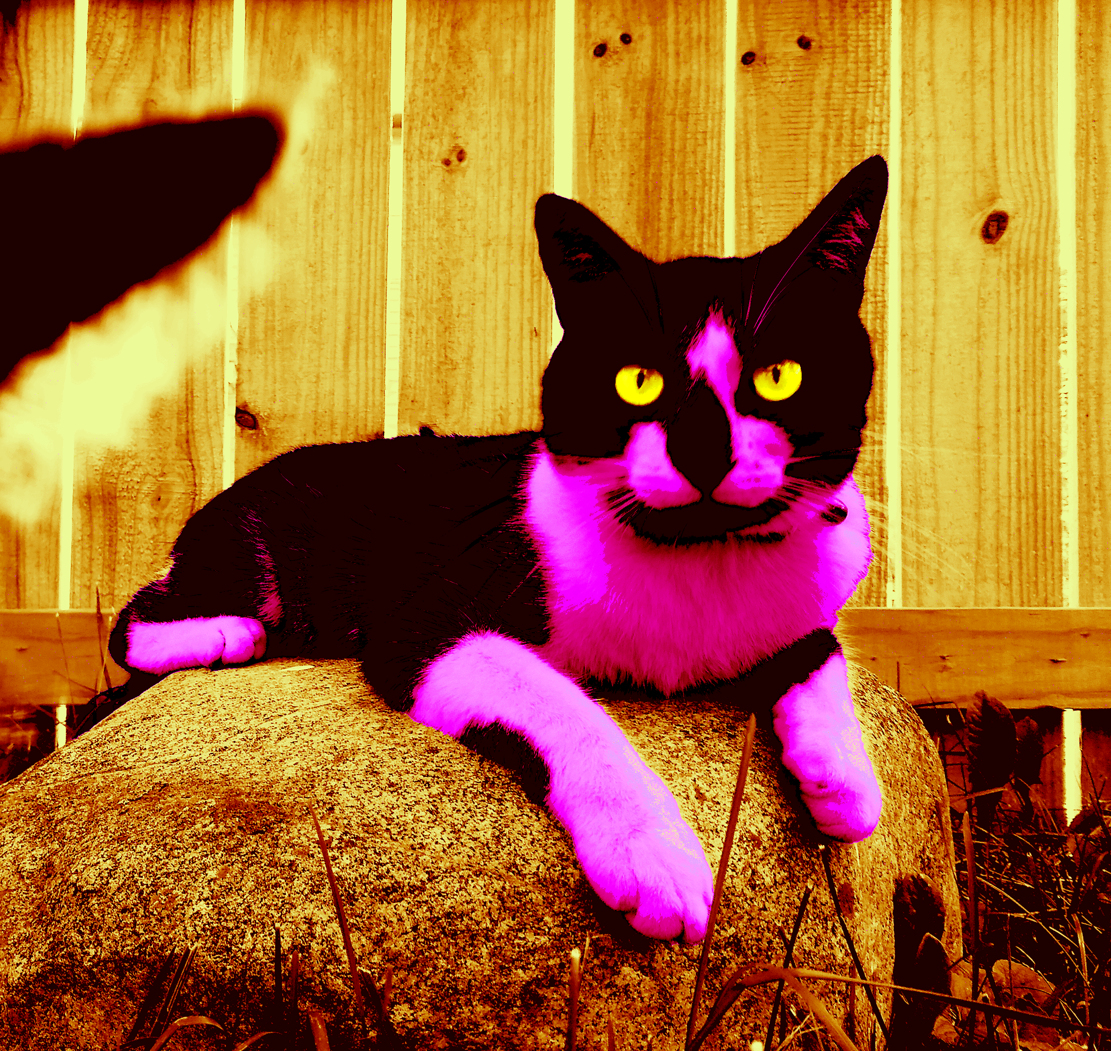 Pink Cat Stare with Yellow Eyes