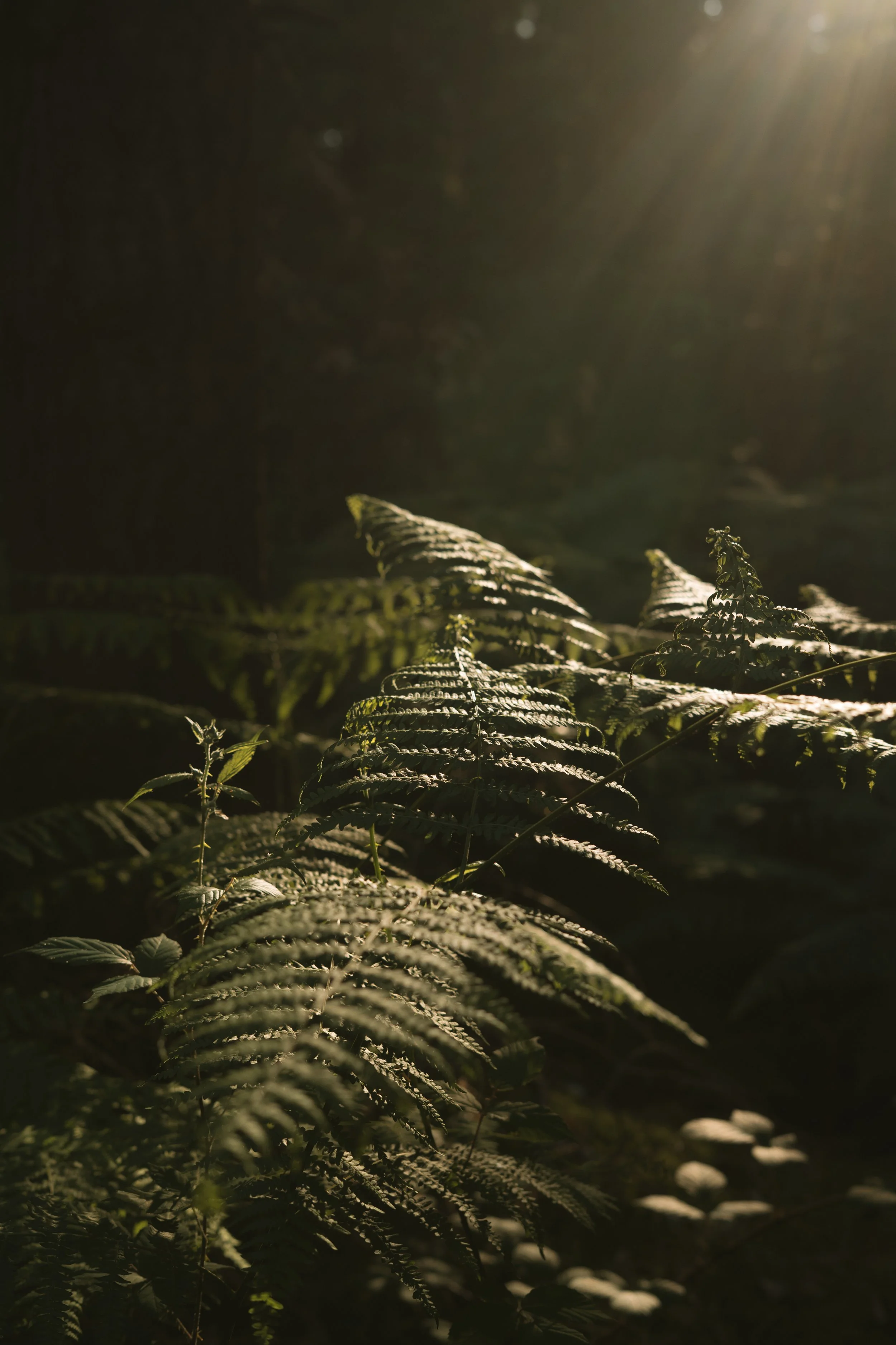 Séance photo en nature, forêt photographe Landes extérieur