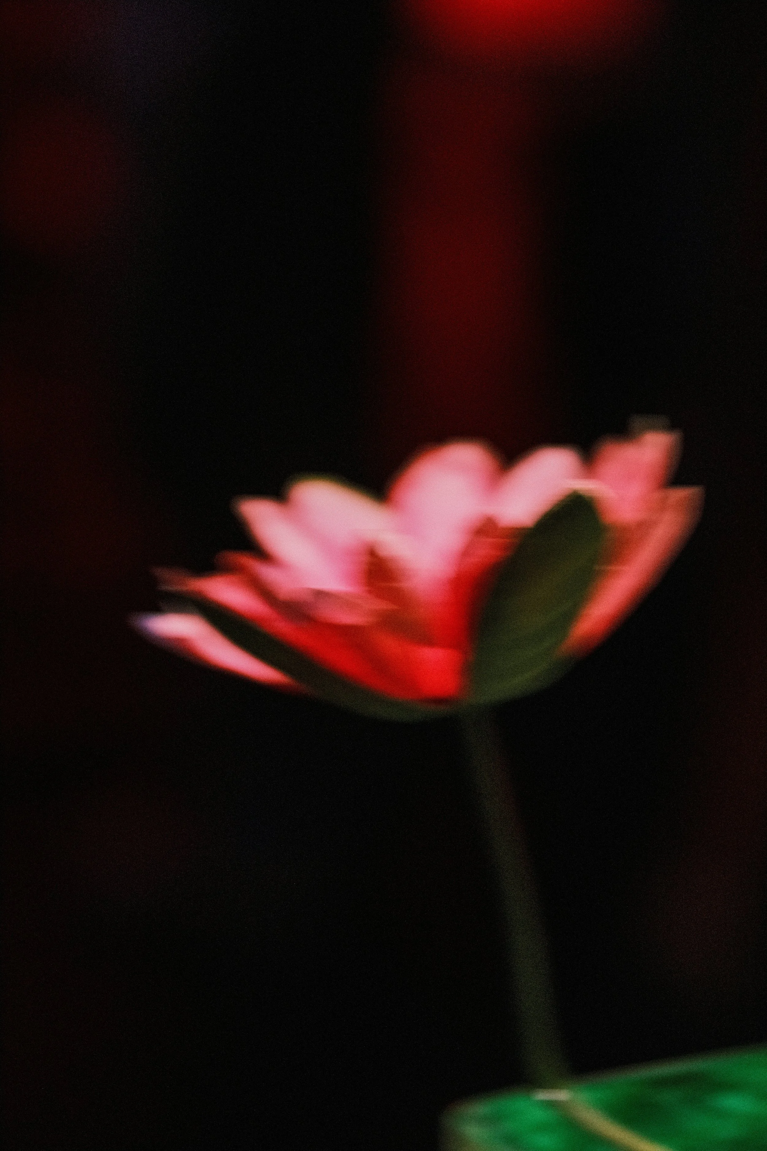 Eine Nahaufnahme einer pinken Blume mit dunklem Hintergrund.