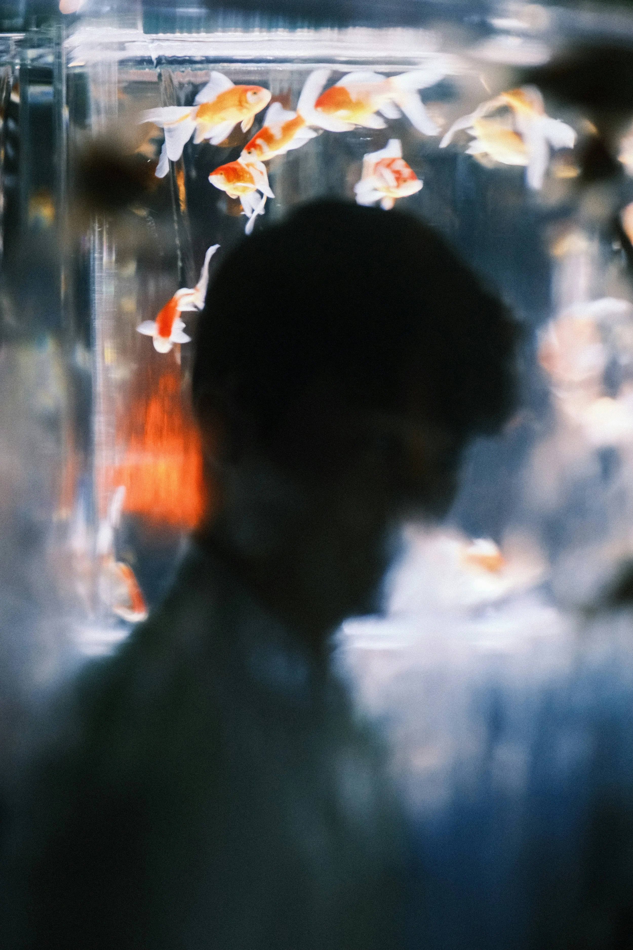 Silhouette eines Mannes vor einem Aquarium mit Goldfischen.