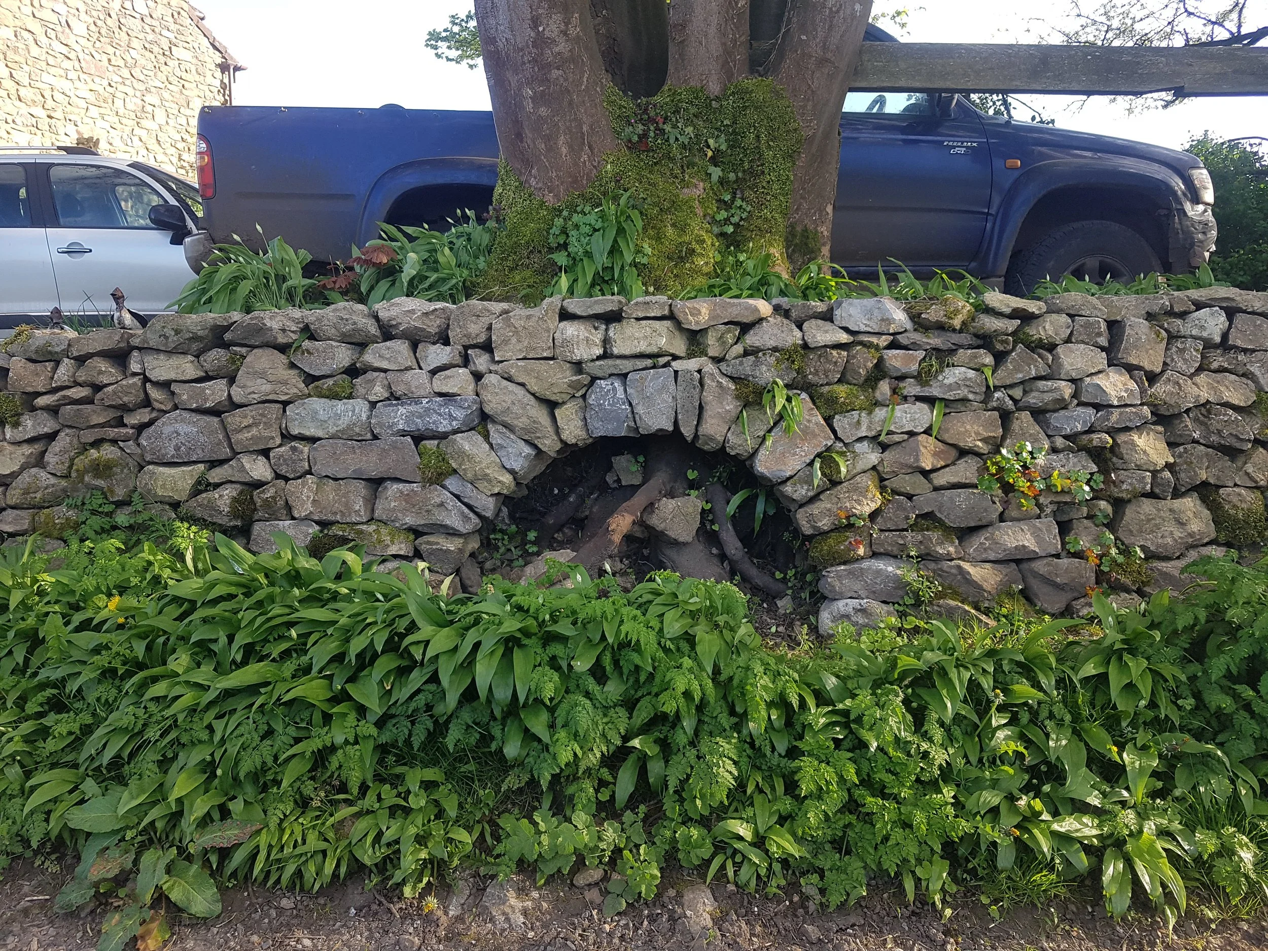 A dry stone arch in Priddy, Somerset with plants and moss, a tree with a thick trunk, and parked vehicles including a silver car and a dark blue pickup truck in the background.