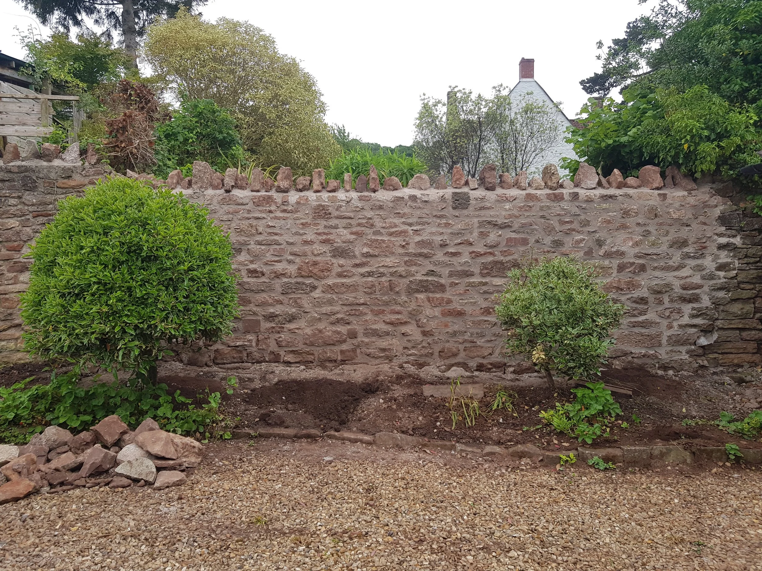 A lime mortared stone wall in Compton Martin, Somerset with two small green bushes planted in a garden with a gravel ground and trees in the background.