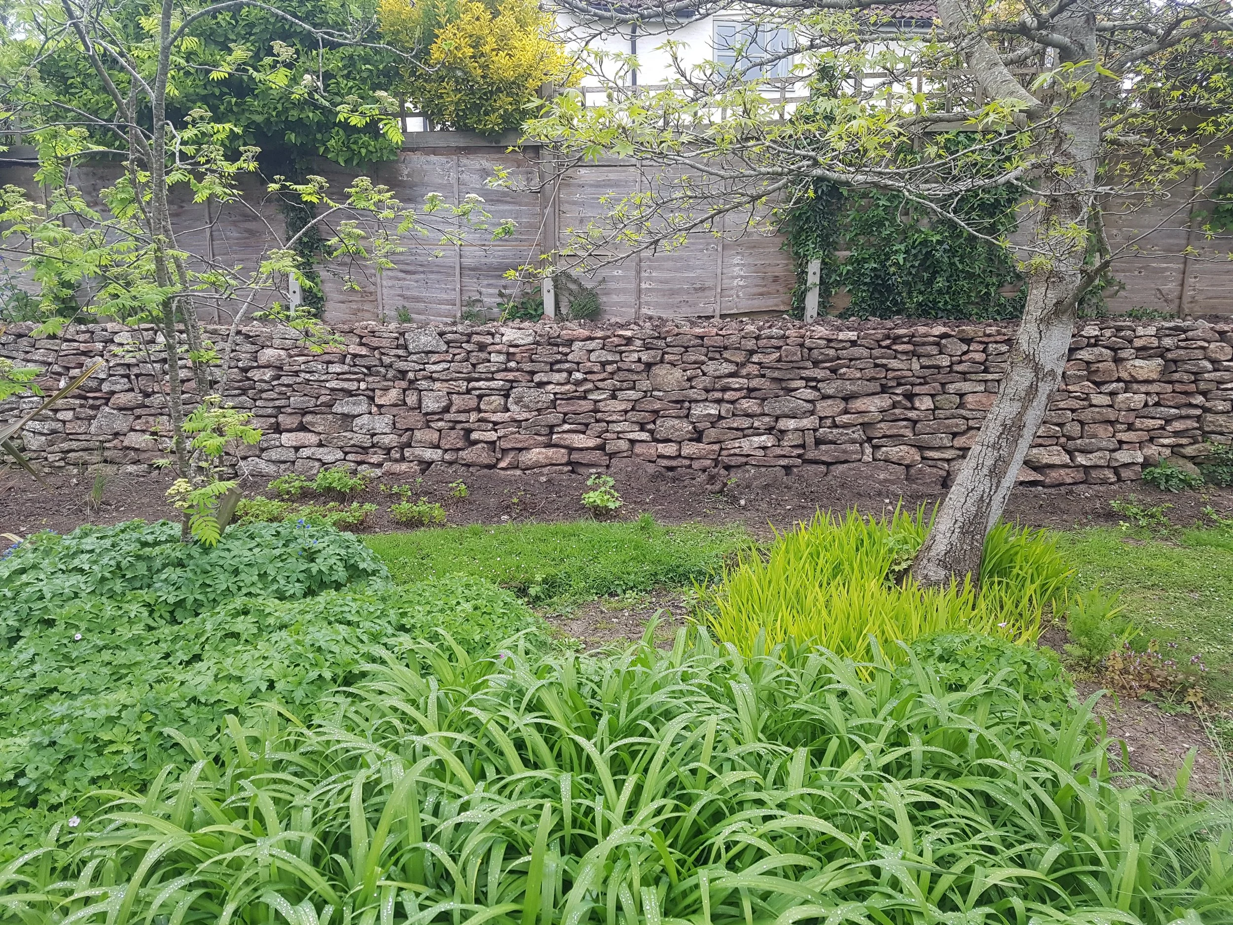 In Westbury Sub Mendip, Somerset a garden with green plants and grass, a leaning tree on the right, a dry stone retaining wall in the background, and a wooden fence with trees and bushes behind it.